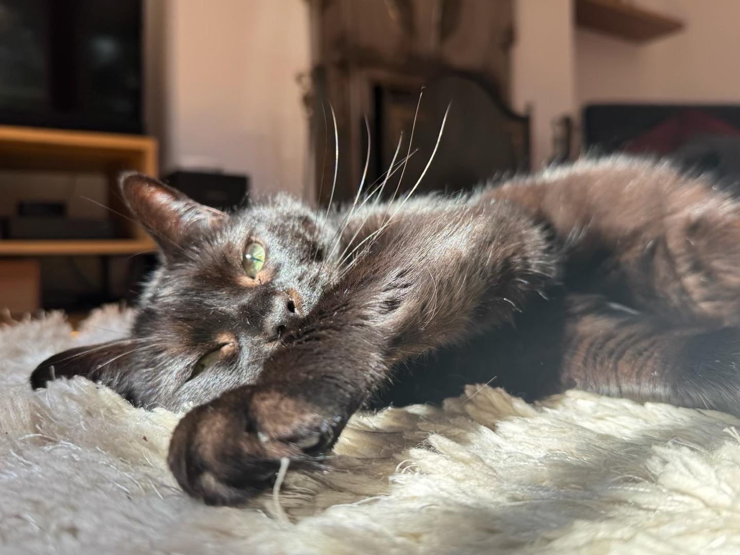 Another hot day here! So time for #jellybellyfriday - have a wonderful day furiends 🐈&zwj;⬛💕🥰