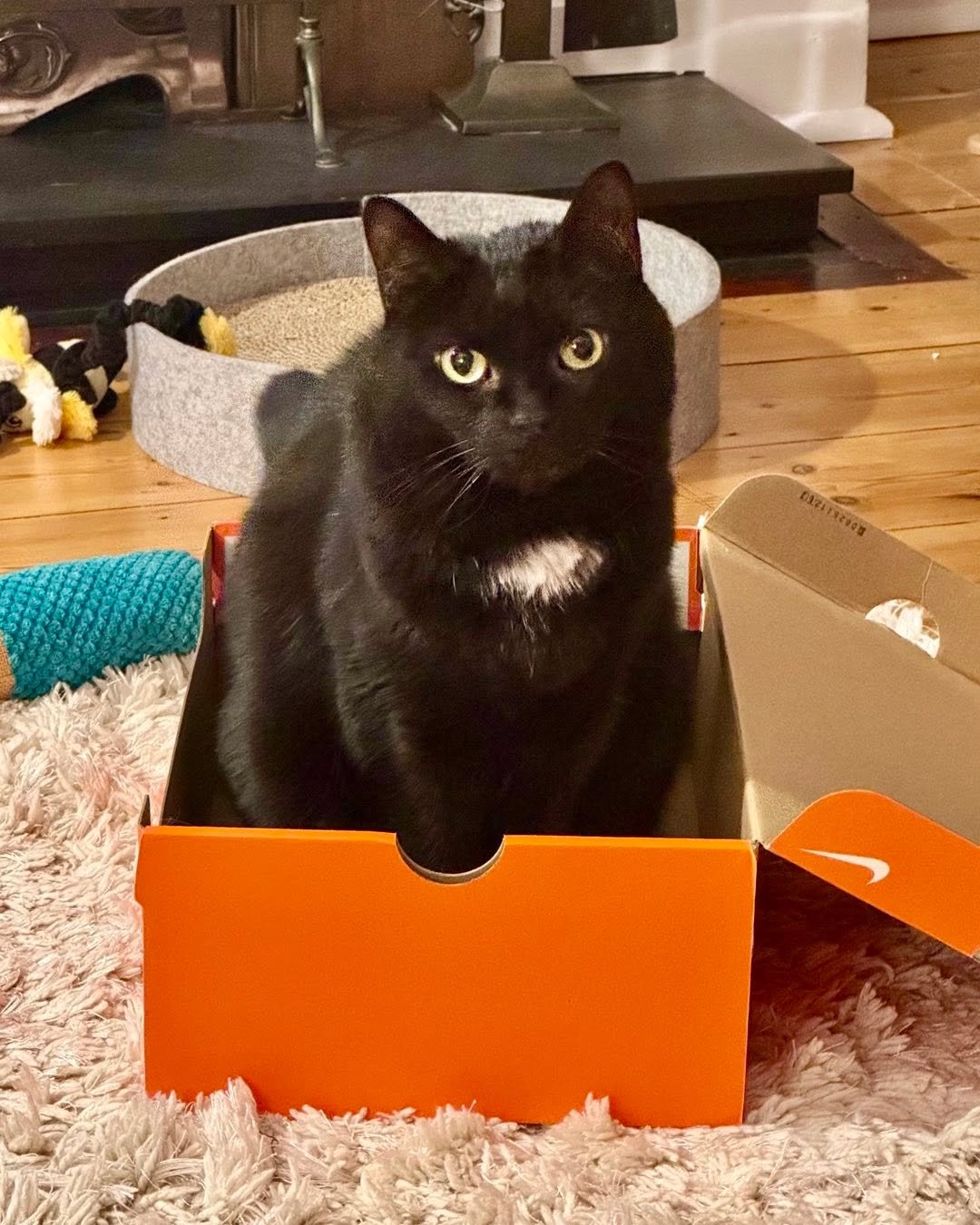 Happy #catboxsunday furiends! Have a great day and stay cool, love Pickle #PickleAndNancy 🐈&zwj;⬛💕🥰