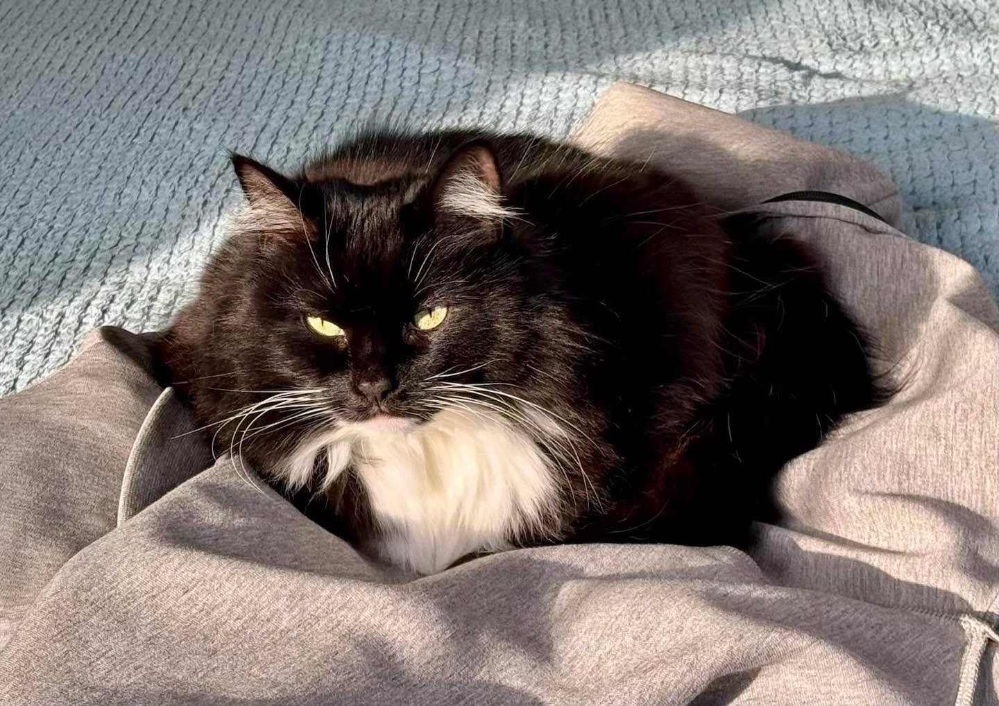 Just loafing in #catdads hoodie today! Have a great day everyone, love Nancy #PickleAndNancy 🐈&zwj;⬛💕