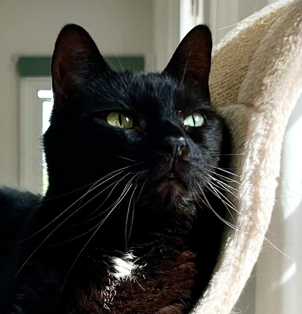 Showing off my delicate whiskers this #whiskerswednesday - have a great day everyone, love Pickle #PickleAndNancy 🐈&zwj;⬛💕