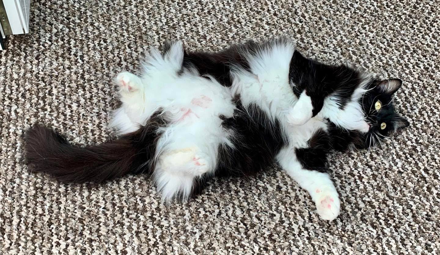 Happy #jellybellyfriday furiends! Have a wonderful day - the weekend is in sight 🎉🐈&zwj;⬛💕