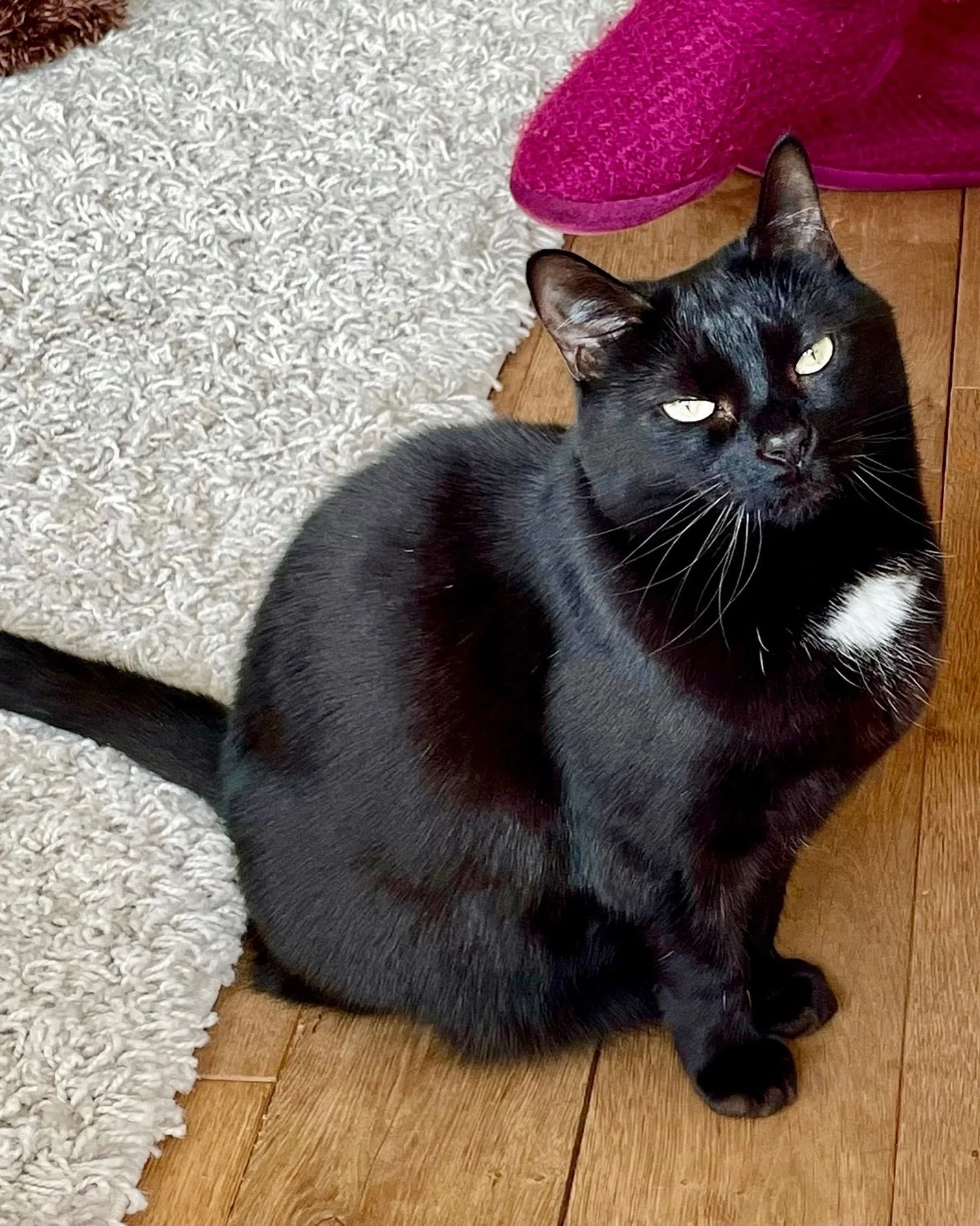 Happy Tuesday furiends! Have a great day, love Pickle #PickleAndNancy 🐈&zwj;⬛💕