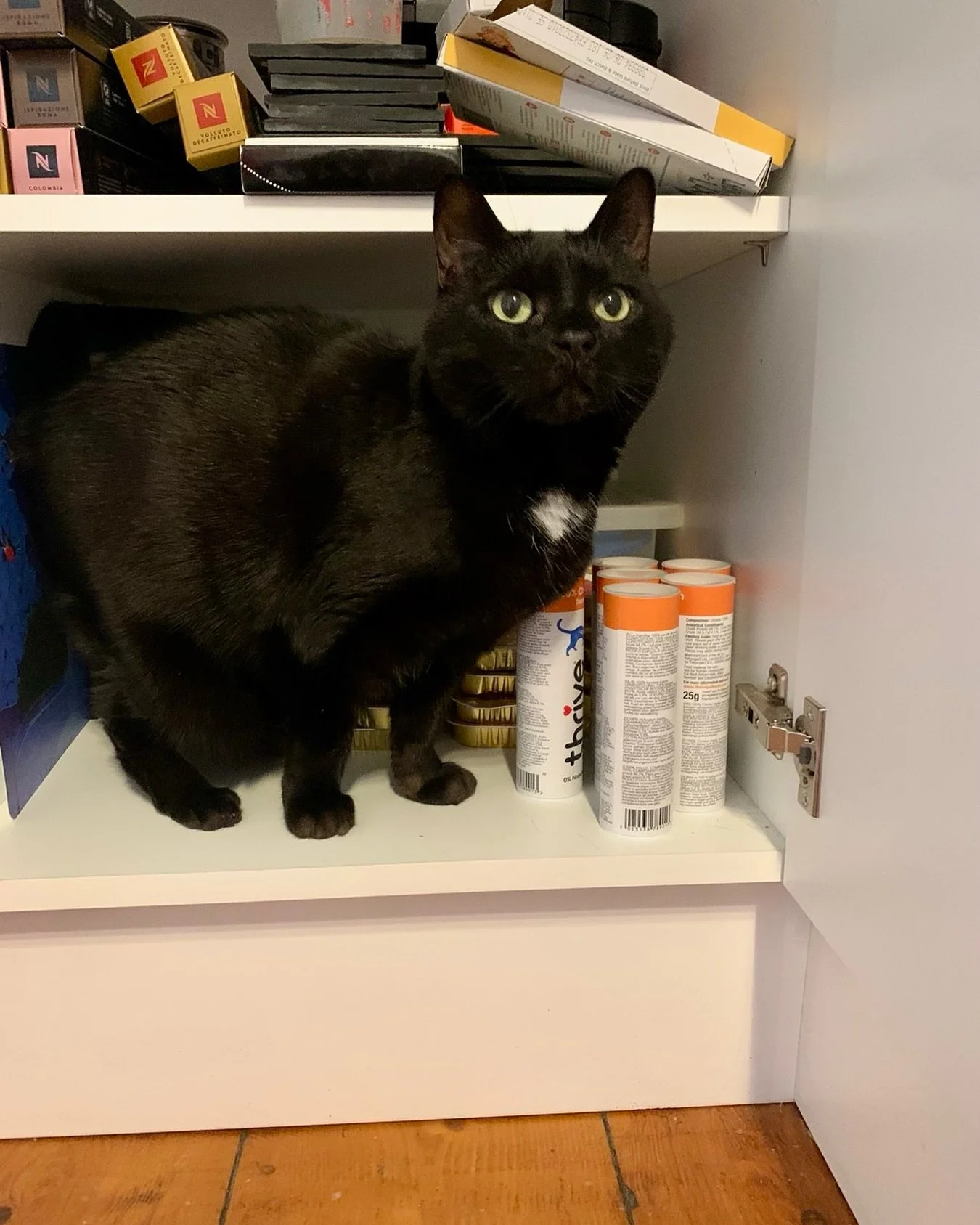 Does the treat cupboard count for #catboxsunday ? 😹 Have a great day furiends, love Pickle #PickleAndNancy 🐈&zwj;⬛💕