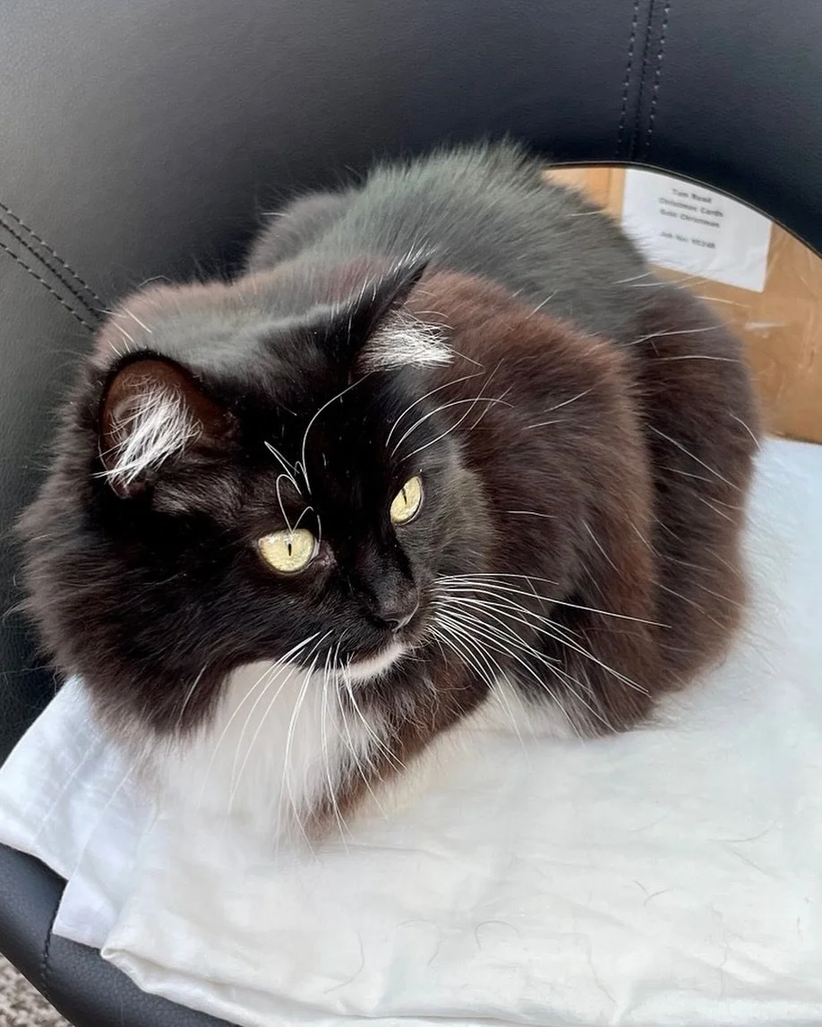 It&rsquo;s Monday so back to work! Will just loaf here so catdad has to sit on the floor 😻😹 Happy #kittyloafmonday furiends, love Nancy 🐈&zwj;⬛💕🥰