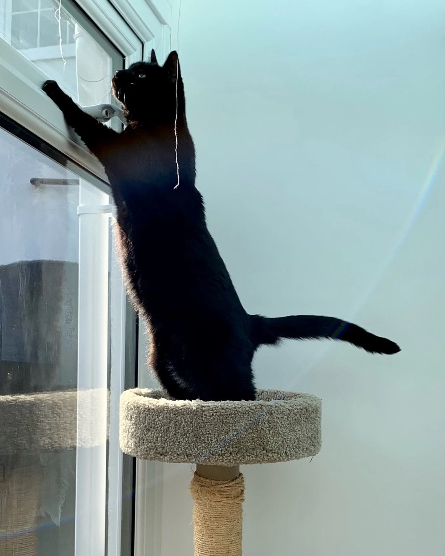 #throwbackthursday - Pickle doing a neighbourhood watch! Happy Thursday everyone, love Pickle and Nancy 🐈&zwj;⬛💕🥰