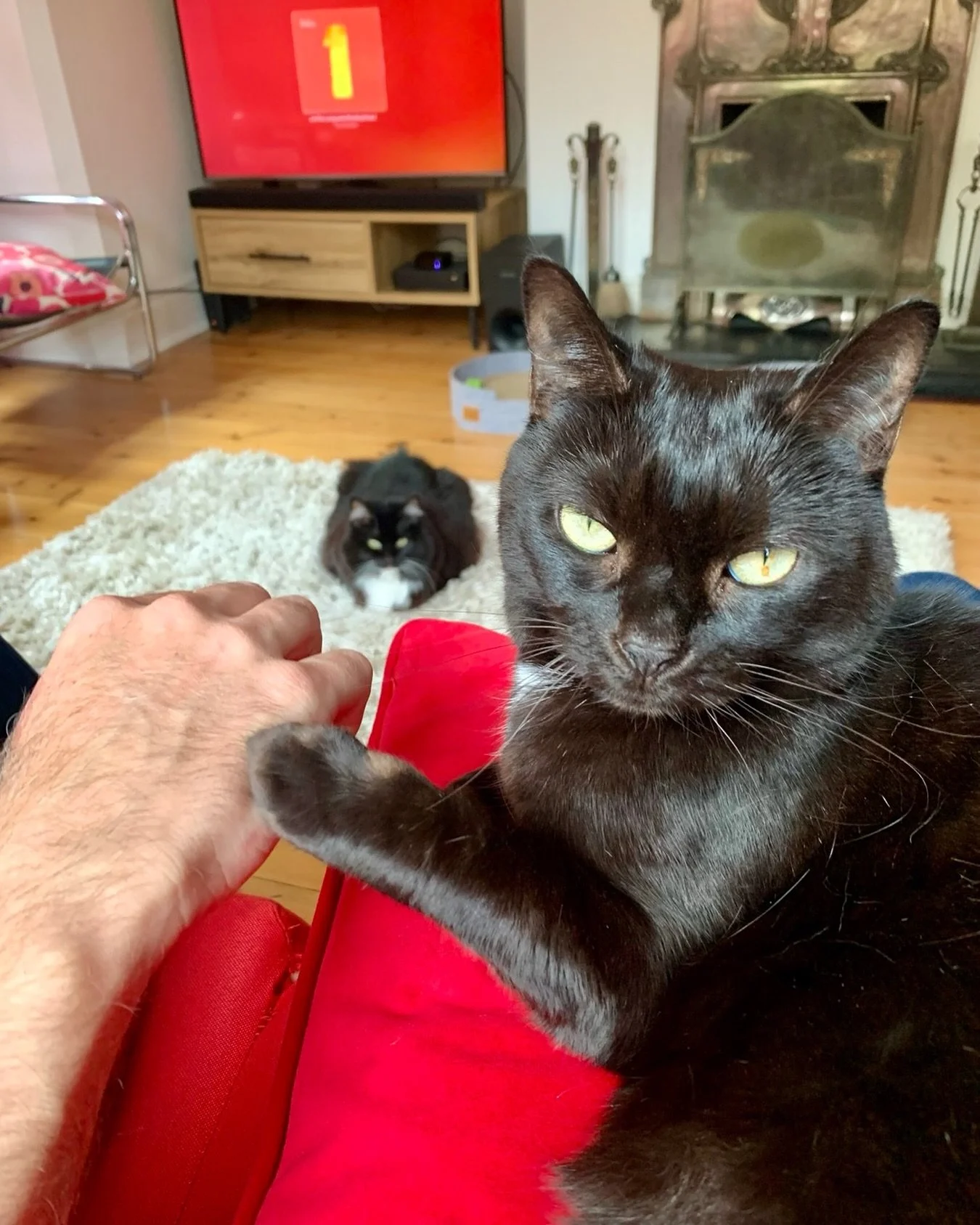 Holding paws for tuxies this #tuxietuesday - have a great day everyone, love Pickle and Nancy 🐈&zwj;⬛💕