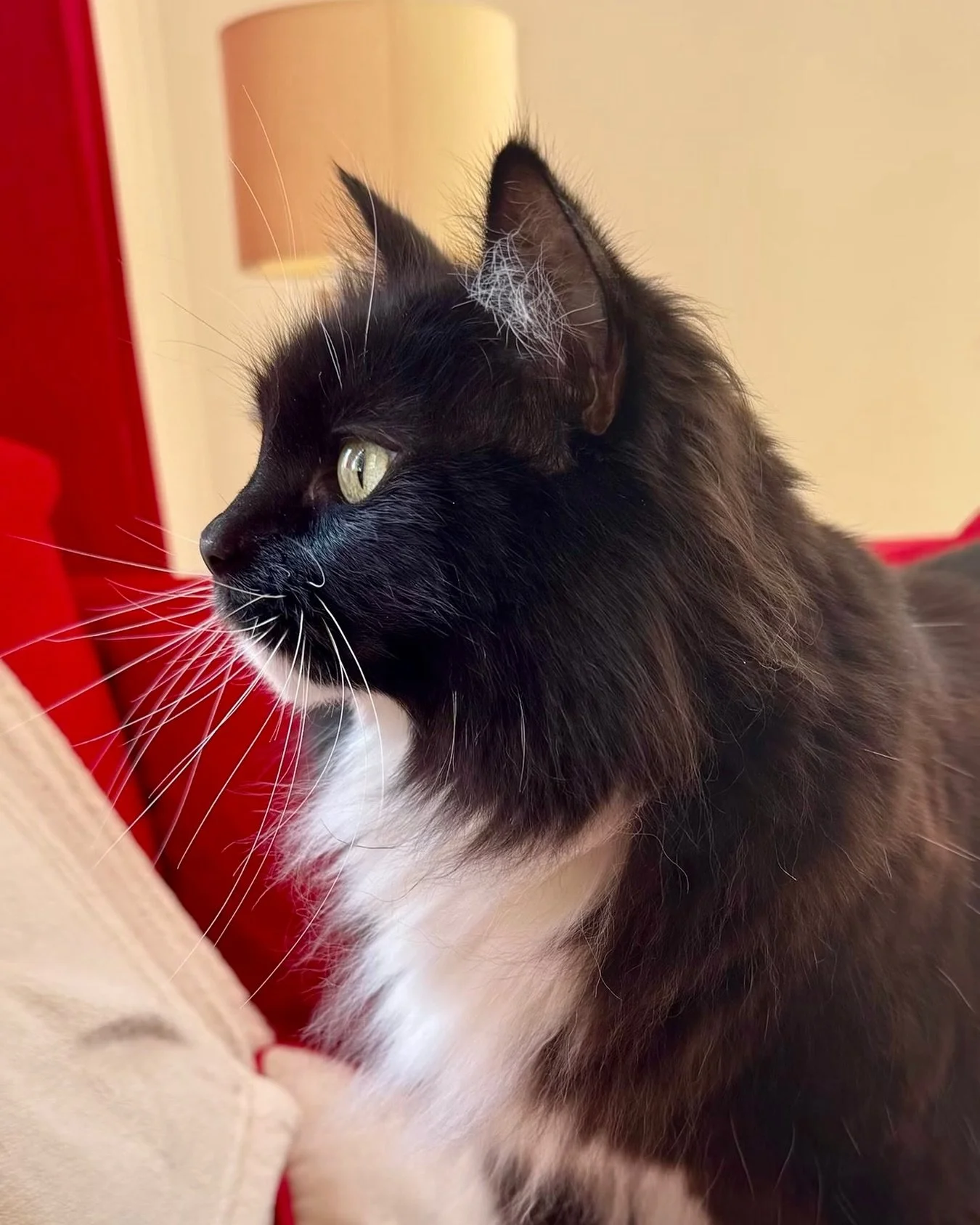 Happy #whiskerswednesday furiends, love Nancy #PickleAndNancy 💕🐈&zwj;⬛
