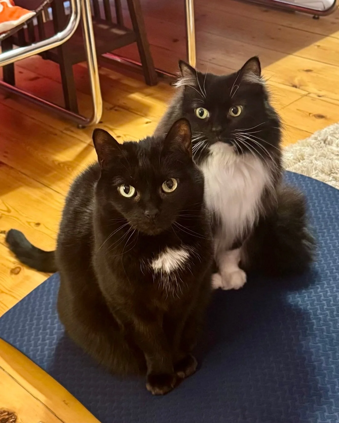 Come on catdad, where&rsquo;s our breakfast?! 😹 Happy Friday furiends, love Pickle and Nancy 💕🐈&zwj;⬛