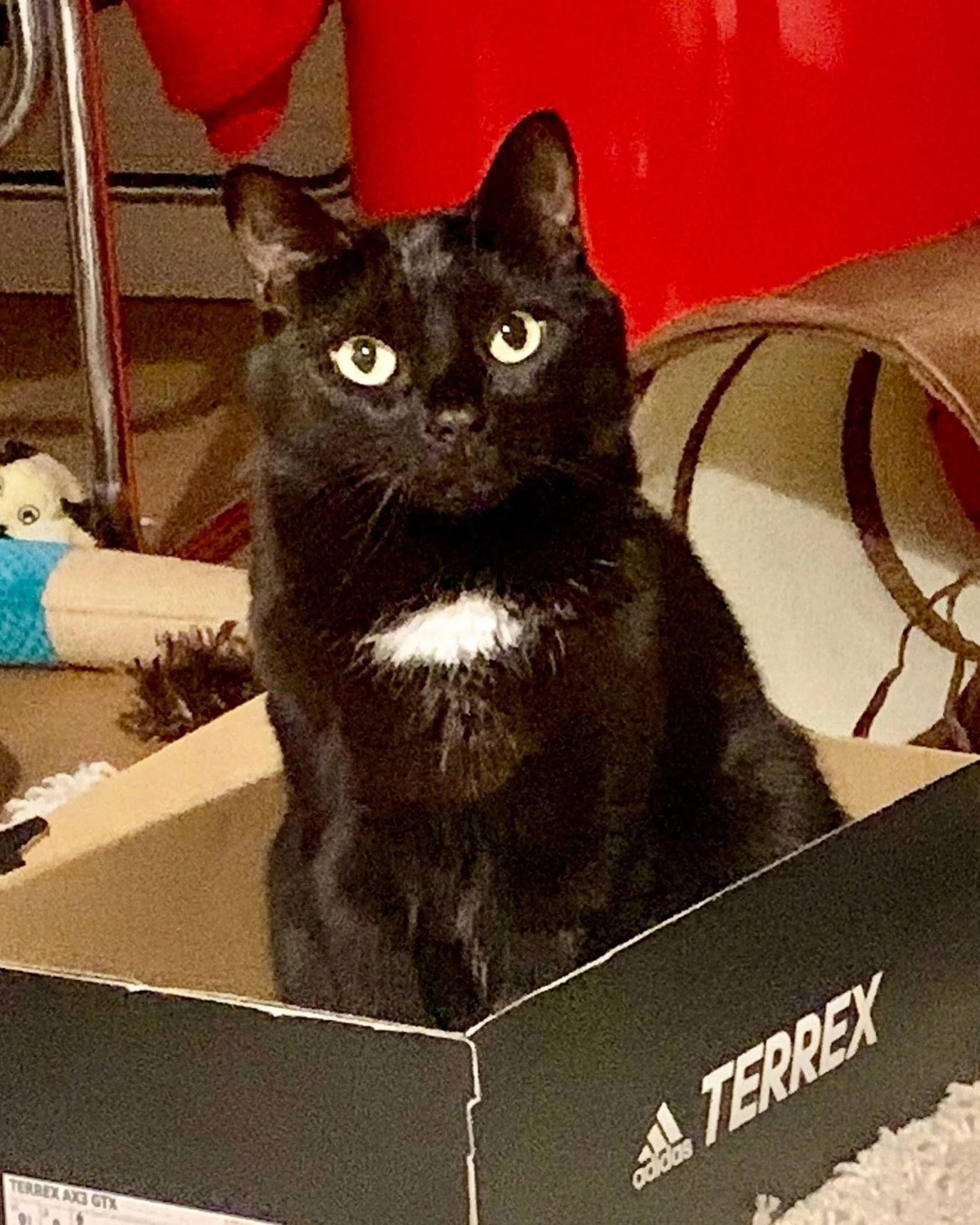Happy #catboxsunday furiends! Hope you have a great day, love Pickle #PickleAndNancy 🐈&zwj;⬛💕🥰