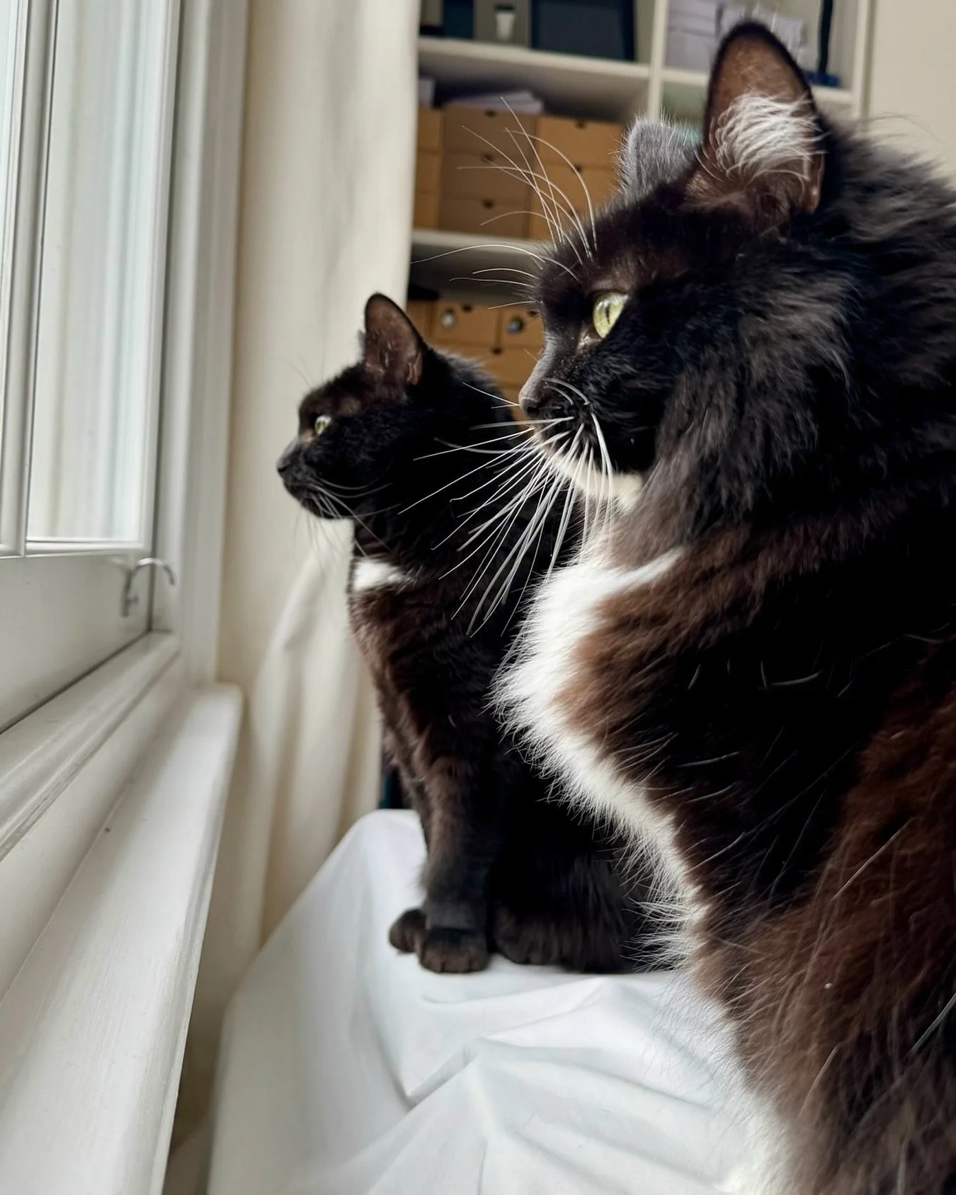 Happy #whiskerswednesday furiends! We hope you have an amazing day, love Pickle and Nancy 🐈&zwj;⬛💕🐈&zwj;⬛💕