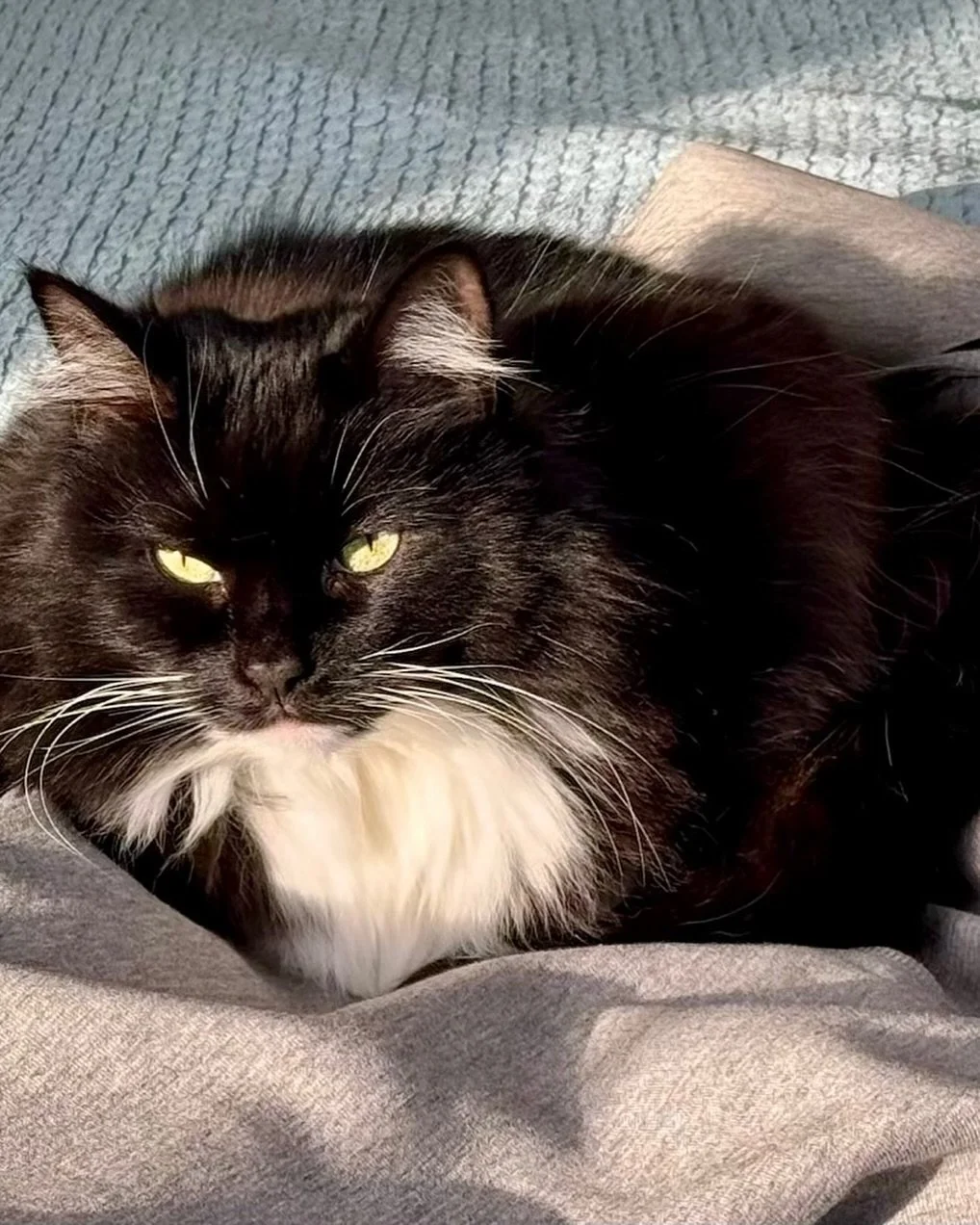 🐈&zwj;⬛💕 All tucked into catdads hoodie, have a great Thursday everyone, love Nancy #throwbackthursday 🐈&zwj;⬛💕