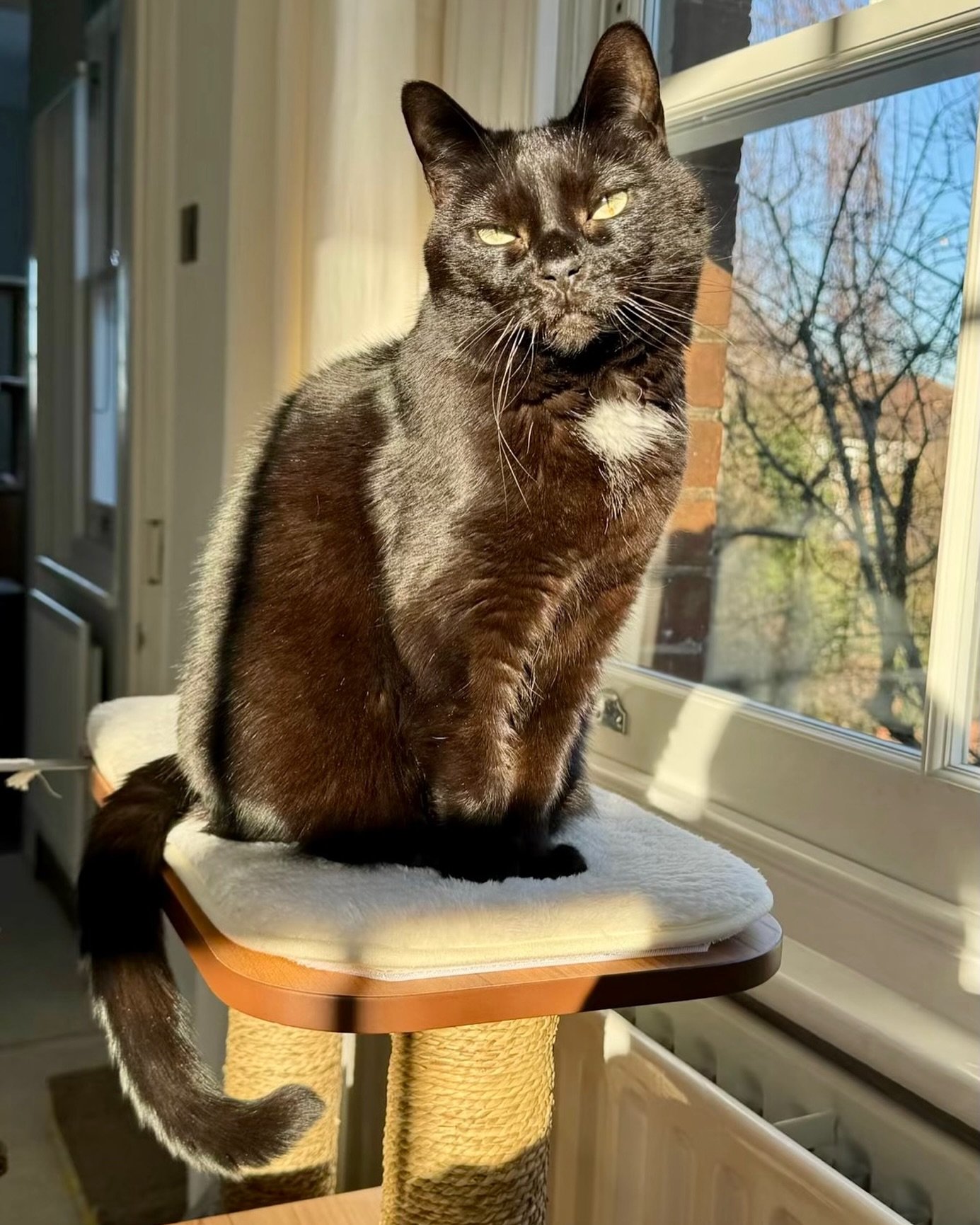 Happy #caturday furpals - hope you have an amazing day, love Pickle #PickleAndNancy 🐈&zwj;⬛💕