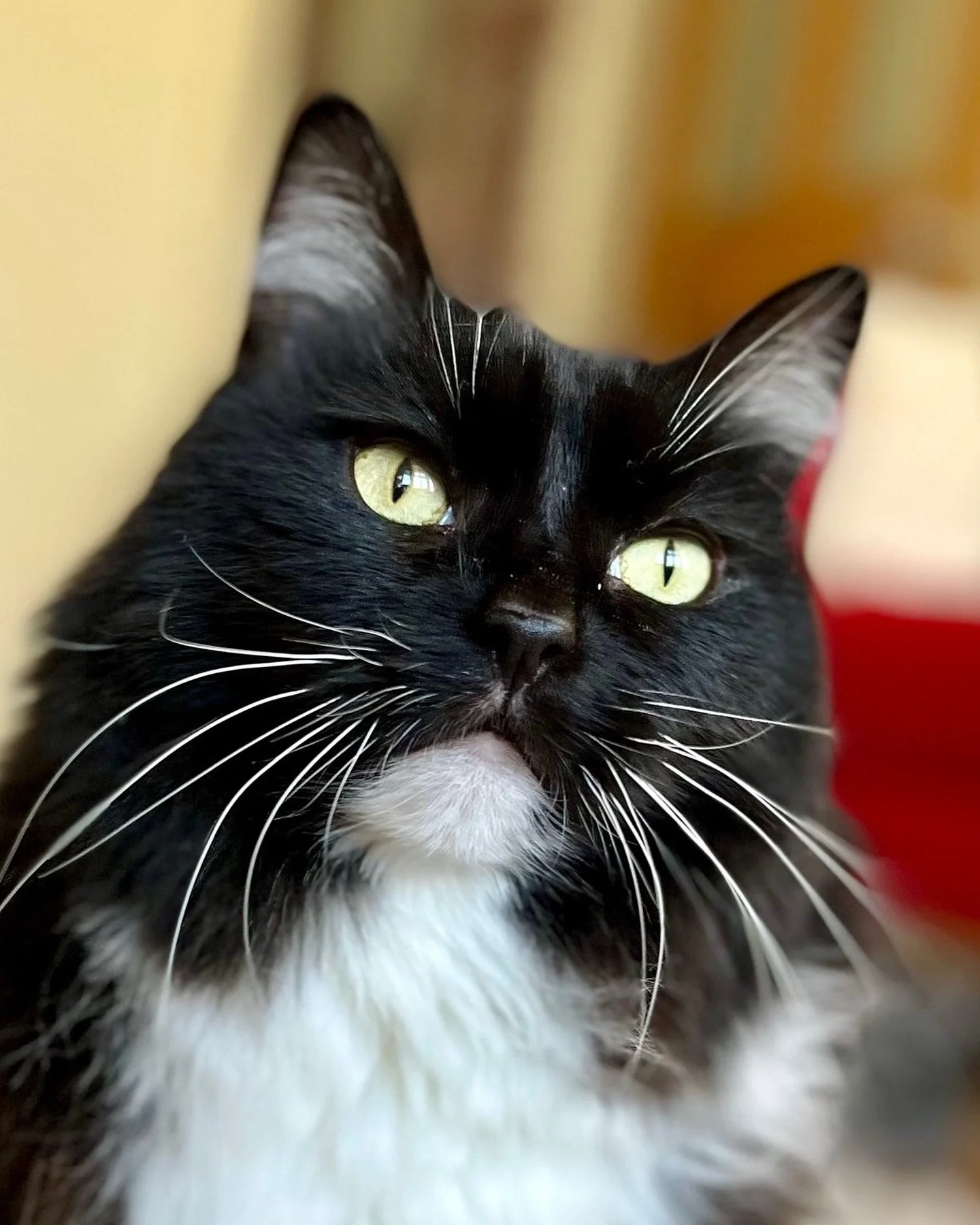 Happy #tuxietuesday furiends, love Nancy #PickleAndNancy 🐈&zwj;⬛💕