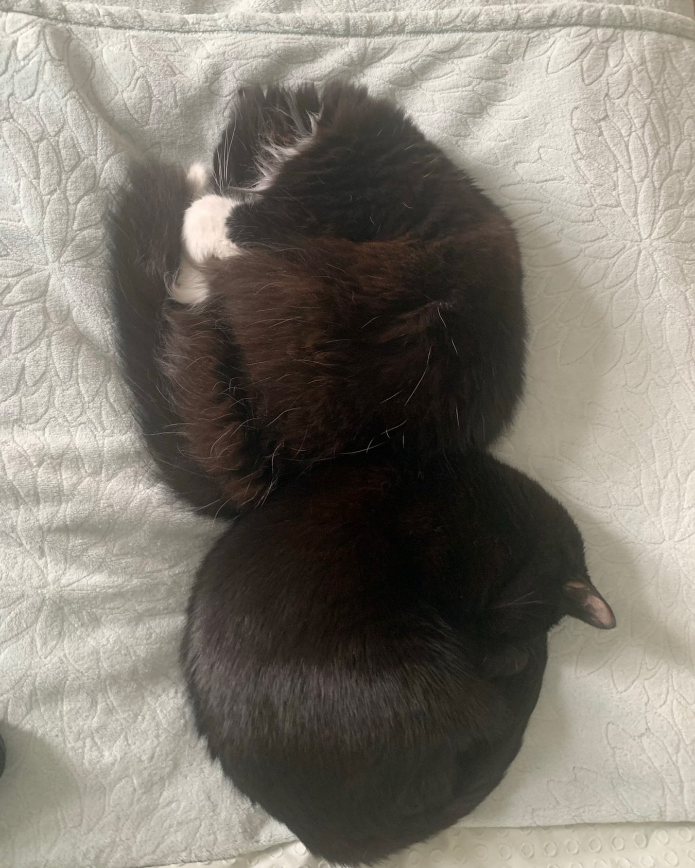 💕🐈&zwj;⬛So cold and wet outside, so this is our plan for the day. Happy #Caturday furiends, love Pickle and Nancy #PickleAndNancy 🐈&zwj;⬛💕