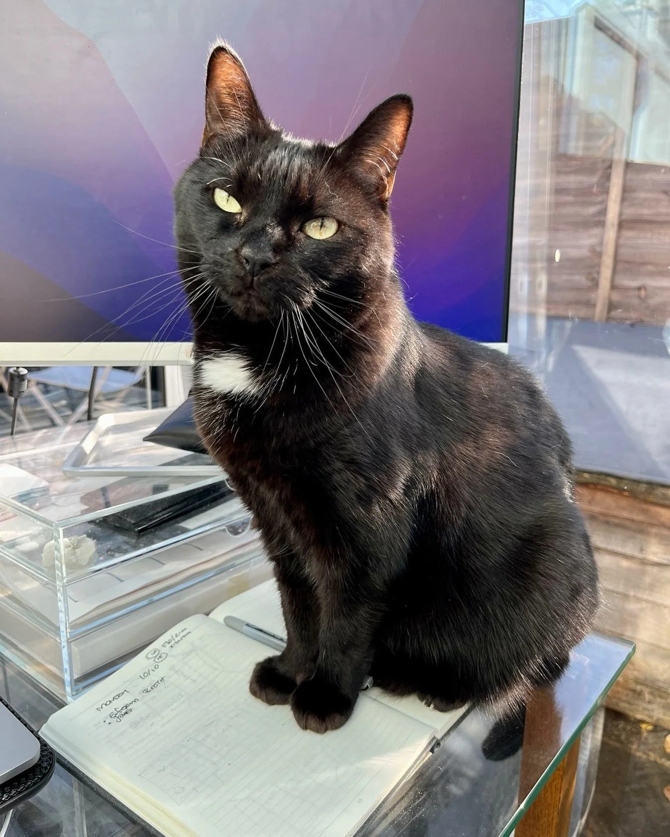 We are heartbroken and devastated to say that on Monday we had to say goodbye to our gorgeous girl Pickle after a short bout of an aggressive form of lymphoma. She has left a huge hole in our lives - we will miss her mischief and constant affection f