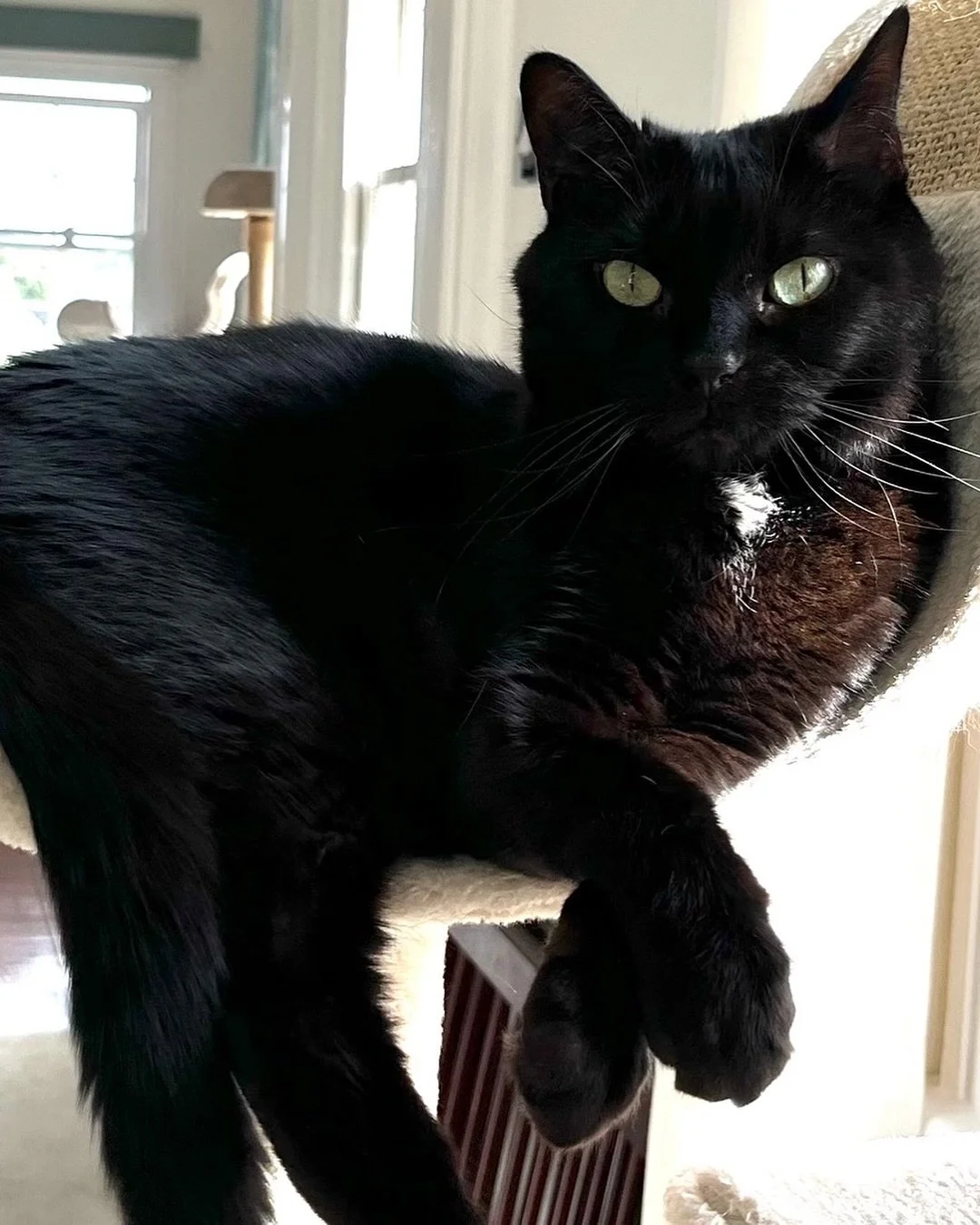 💕Thank you all so much for your kind words about our beautiful Pickle🌈 We have read and appreciated each one 💕