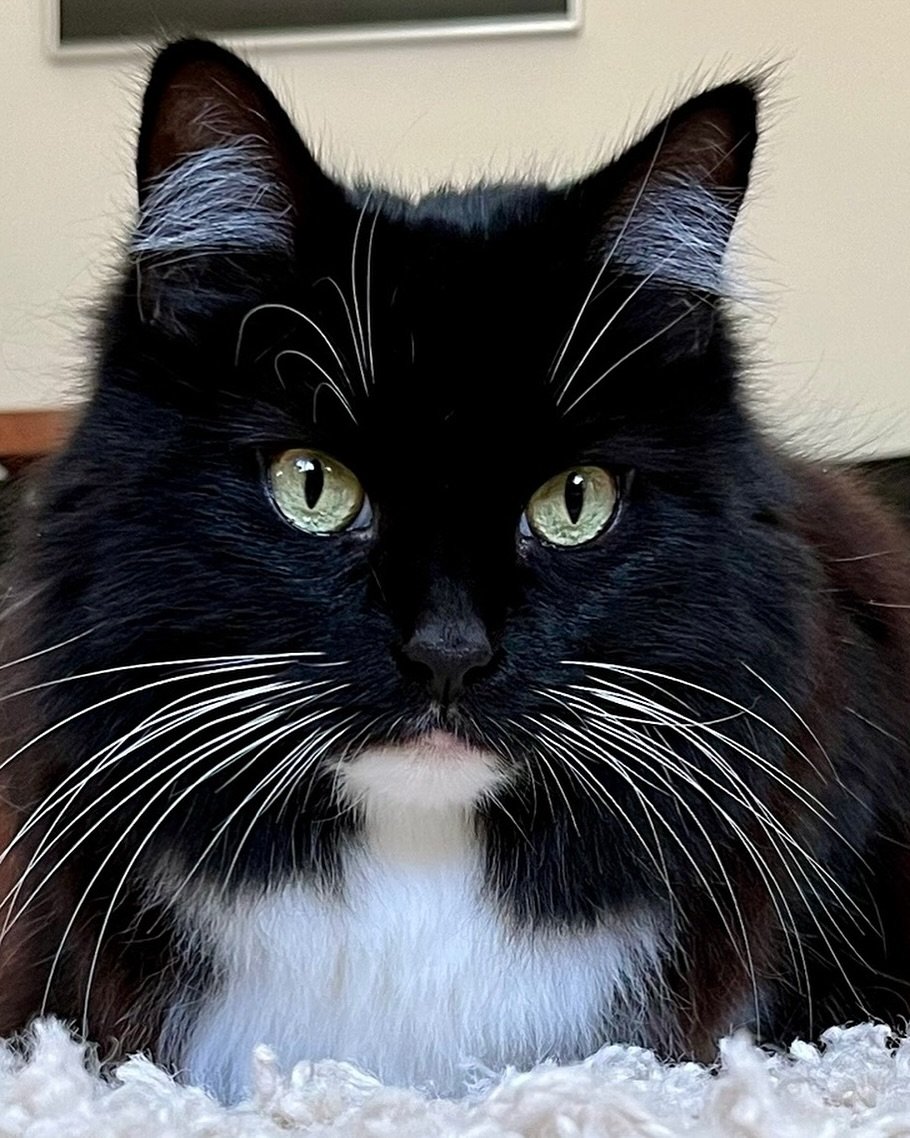 A cute little loaf from Nancy this #kittyloafmonday - have a great day furiends 🐈&zwj;⬛💕