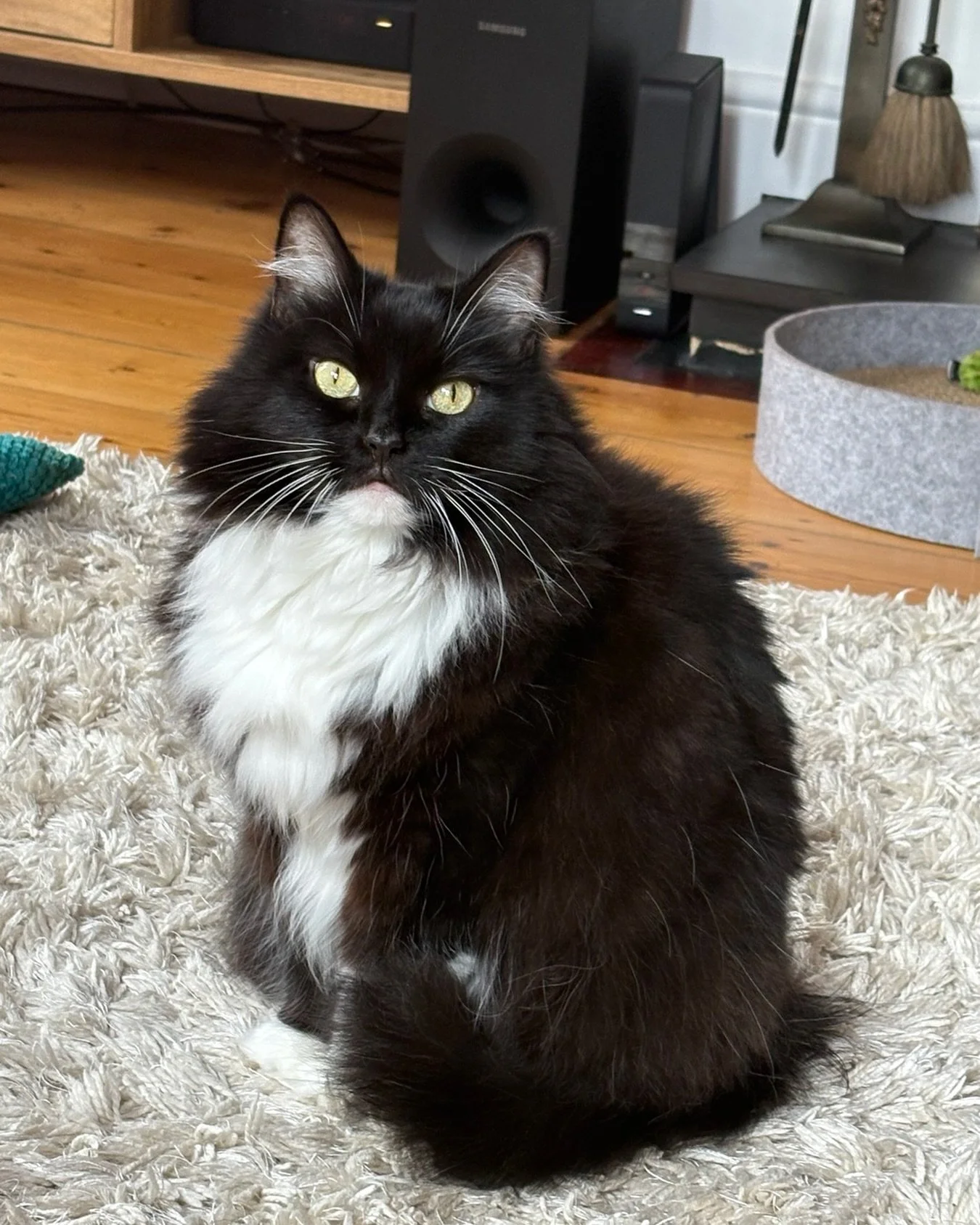 💕🐈&zwj;⬛ Have a great Tuesday everyone and hello to all the tuxies out there - happy #tuxietuesday love Nancy💕🐈&zwj;⬛ #PickleAndNancy