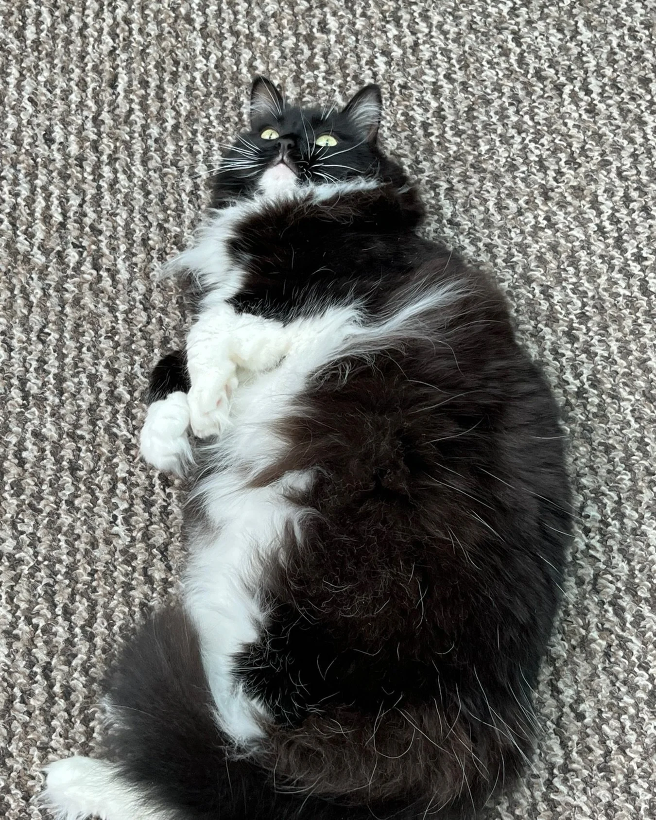 Happy #jellybellyfriday furiends! Almost the weekend - have a great day, love Nancy 💕🐈&zwj;⬛