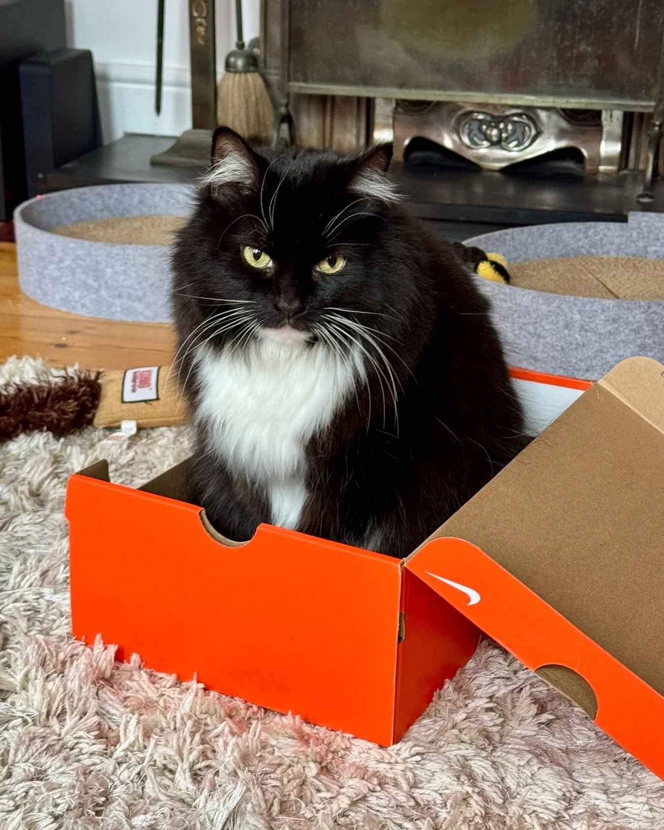 💕🐈&zwj;⬛ Happy #catboxsunday furiends - have a wonderful day, love Nancy #PickleAndNancy 🐈&zwj;⬛💕