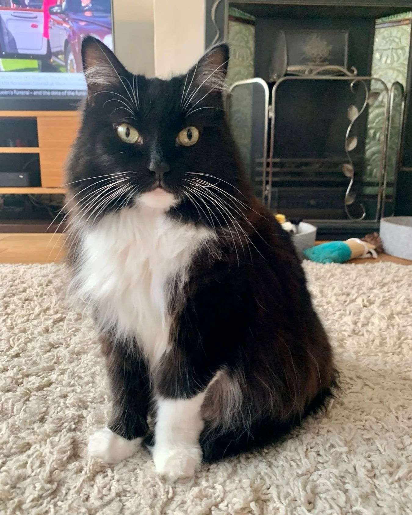 Have a wonderful #whiskerswednesday furiends - and stay warm, love Nancy 💕🐈&zwj;⬛