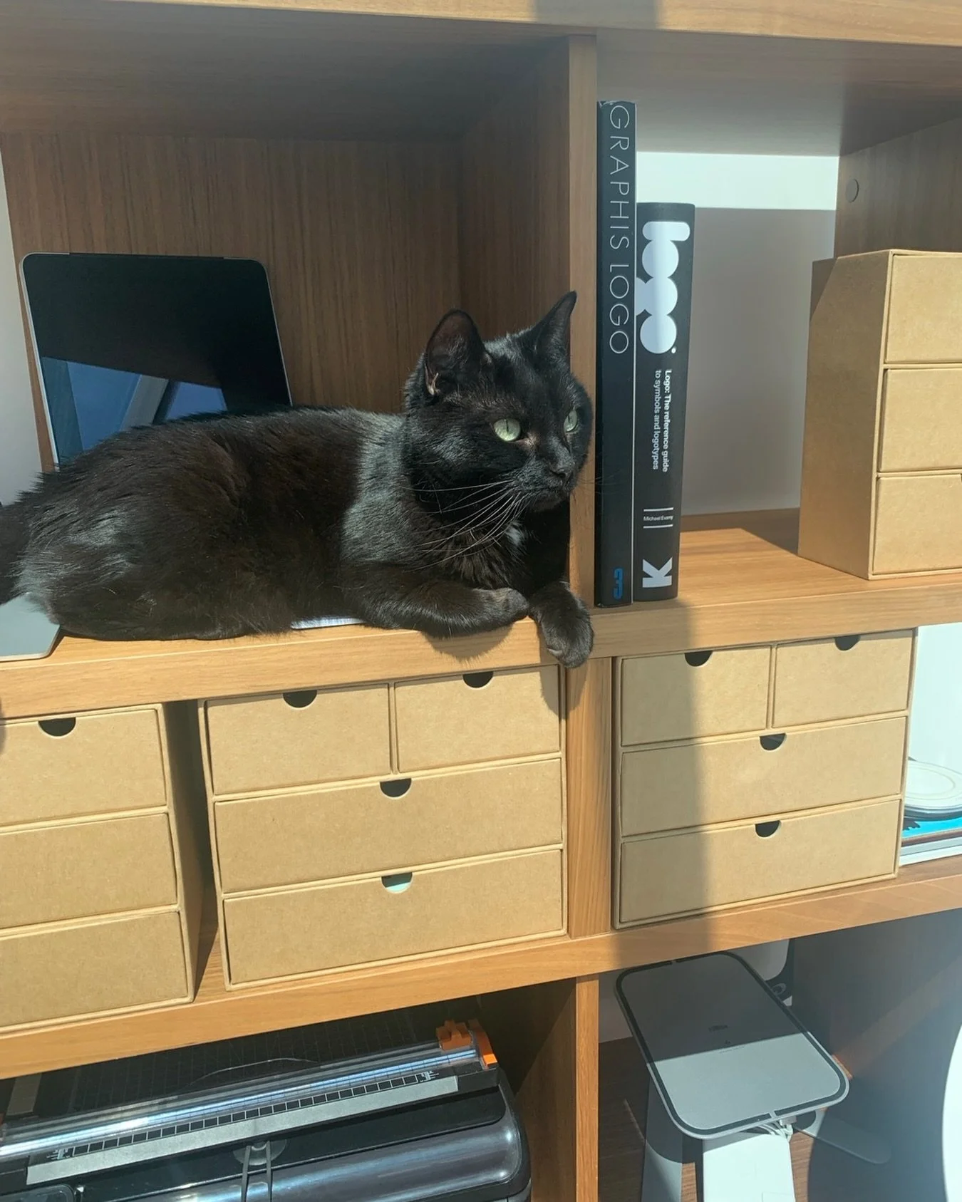 Our beautiful Pickle 🌈 enjoying our pin boxes one #catboxsunday 🐈&zwj;⬛💕📦 Have a great day furiends! 💕🐈&zwj;⬛