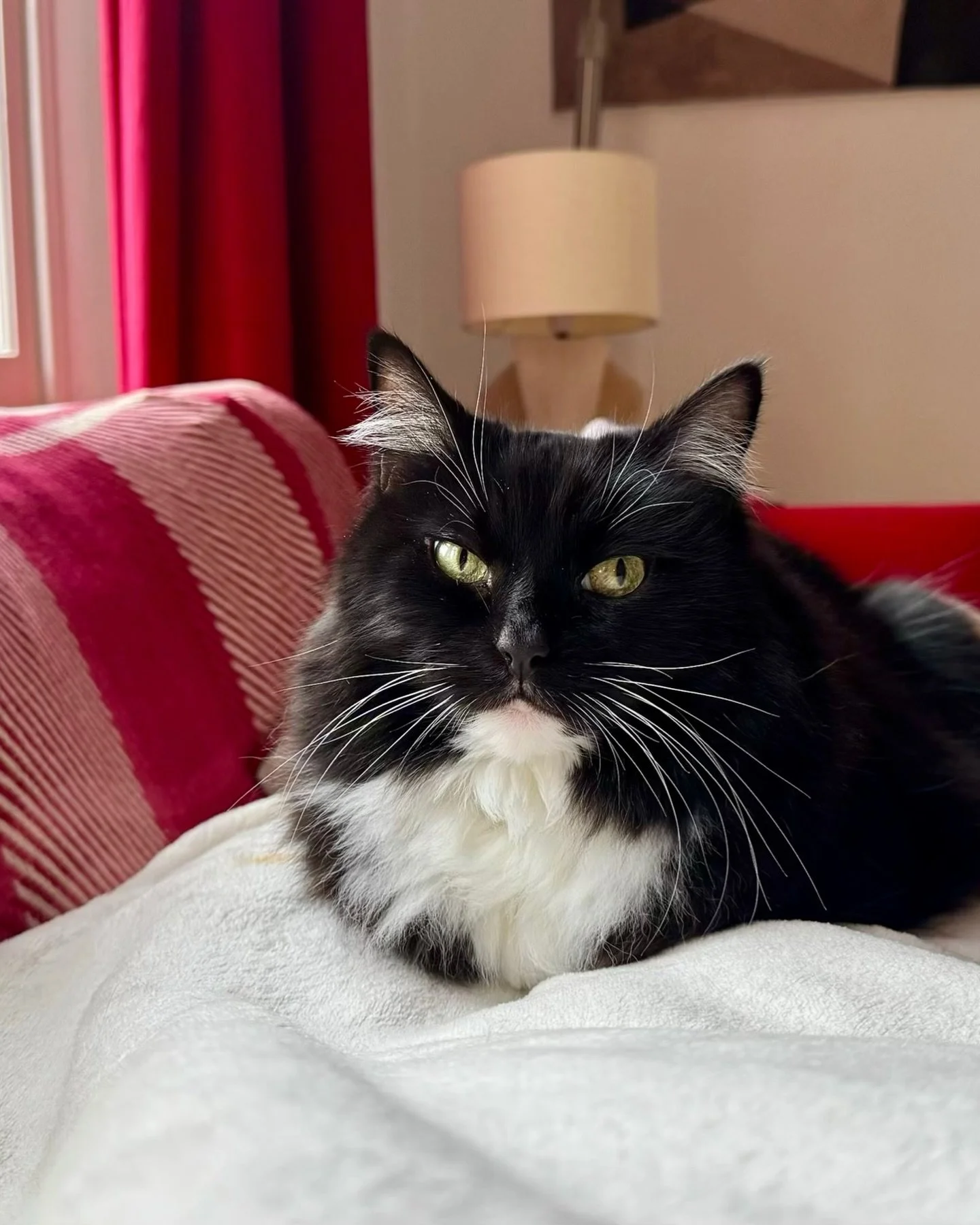 Happy #tuxietuesday furiends! Am all tucked in for the morning. Have a great day, love Nancy 🐈&zwj;⬛💕