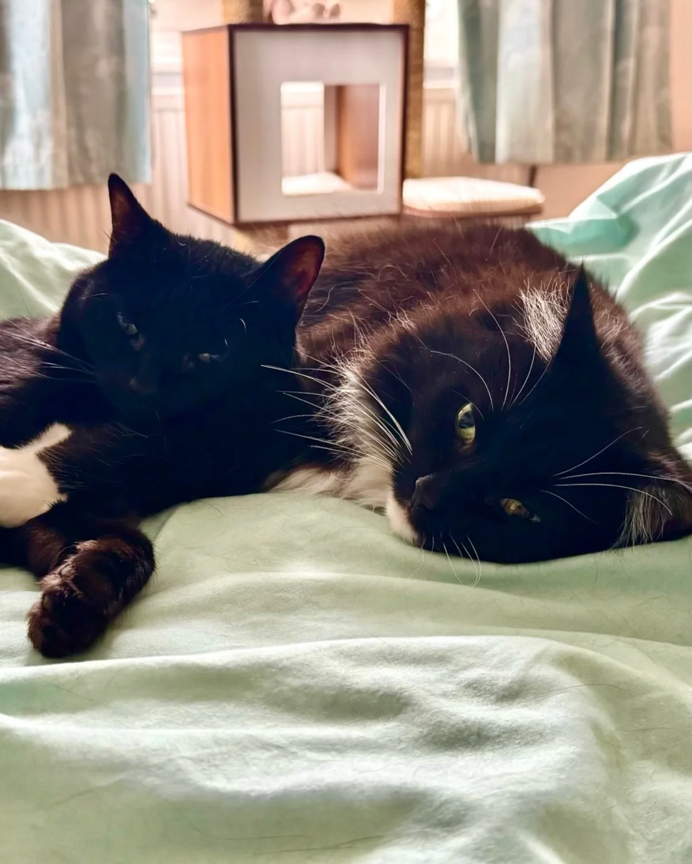 🐈&zwj;⬛💕 A cute #throwback or gorgeous Pickle 🌈 and Nancy enjoying a snooze together. Happy Thursday furiends #throwbackthursday 🐈&zwj;⬛💕