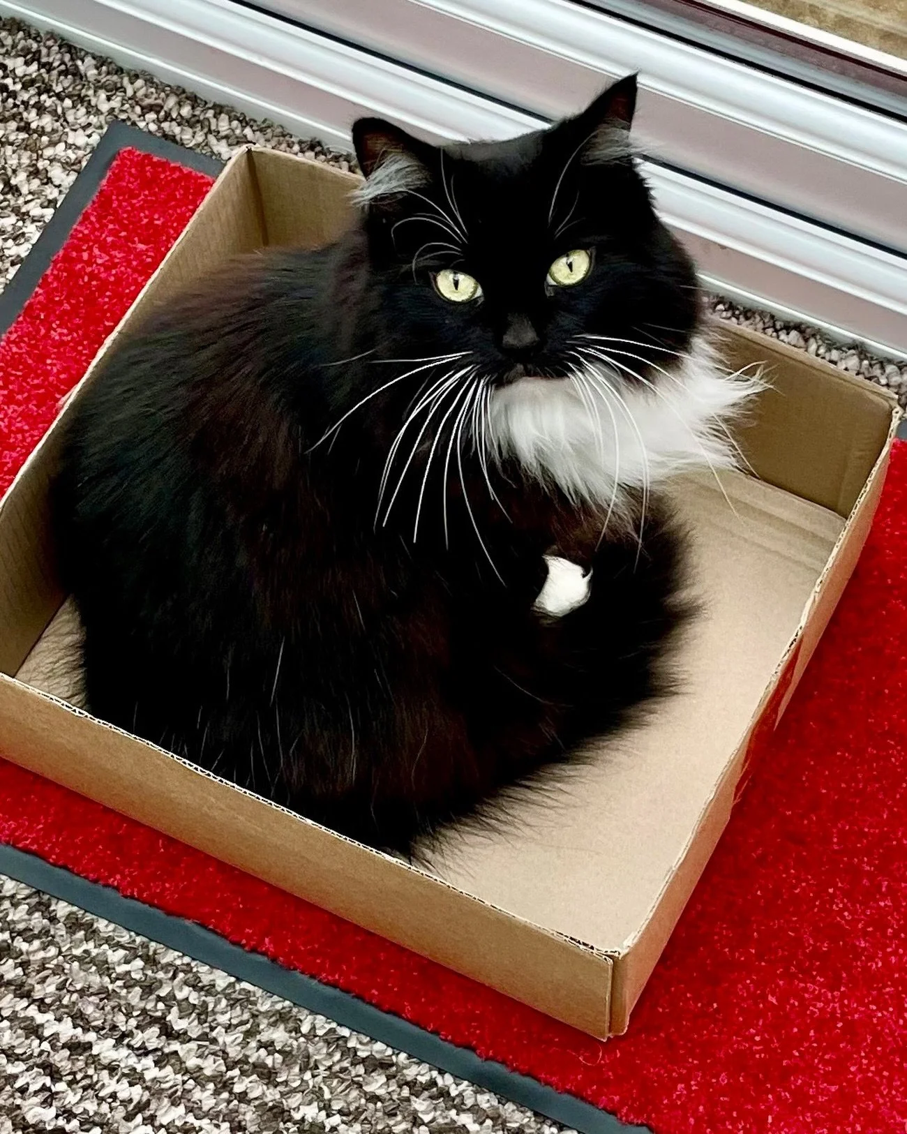 Happy #catboxsunday everyone! Hope you have a great Sunday, love Nancy #PickleAndNancy 🐈&zwj;⬛💕📦