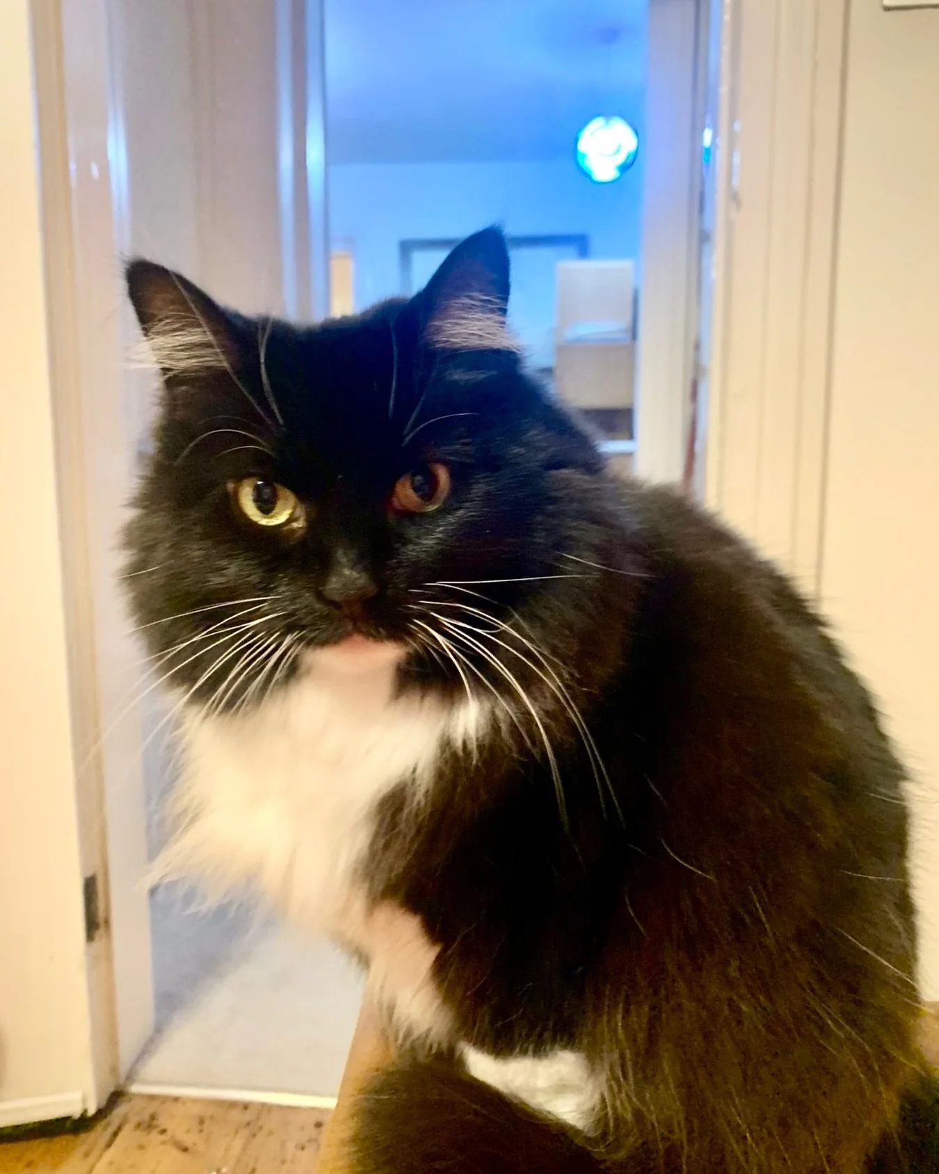 Happy #tuxietuesday furiends! Hope the stormy weather passes soon and you have a wonderful day, love Nancy #PickleAndNancy 🐈&zwj;⬛💕