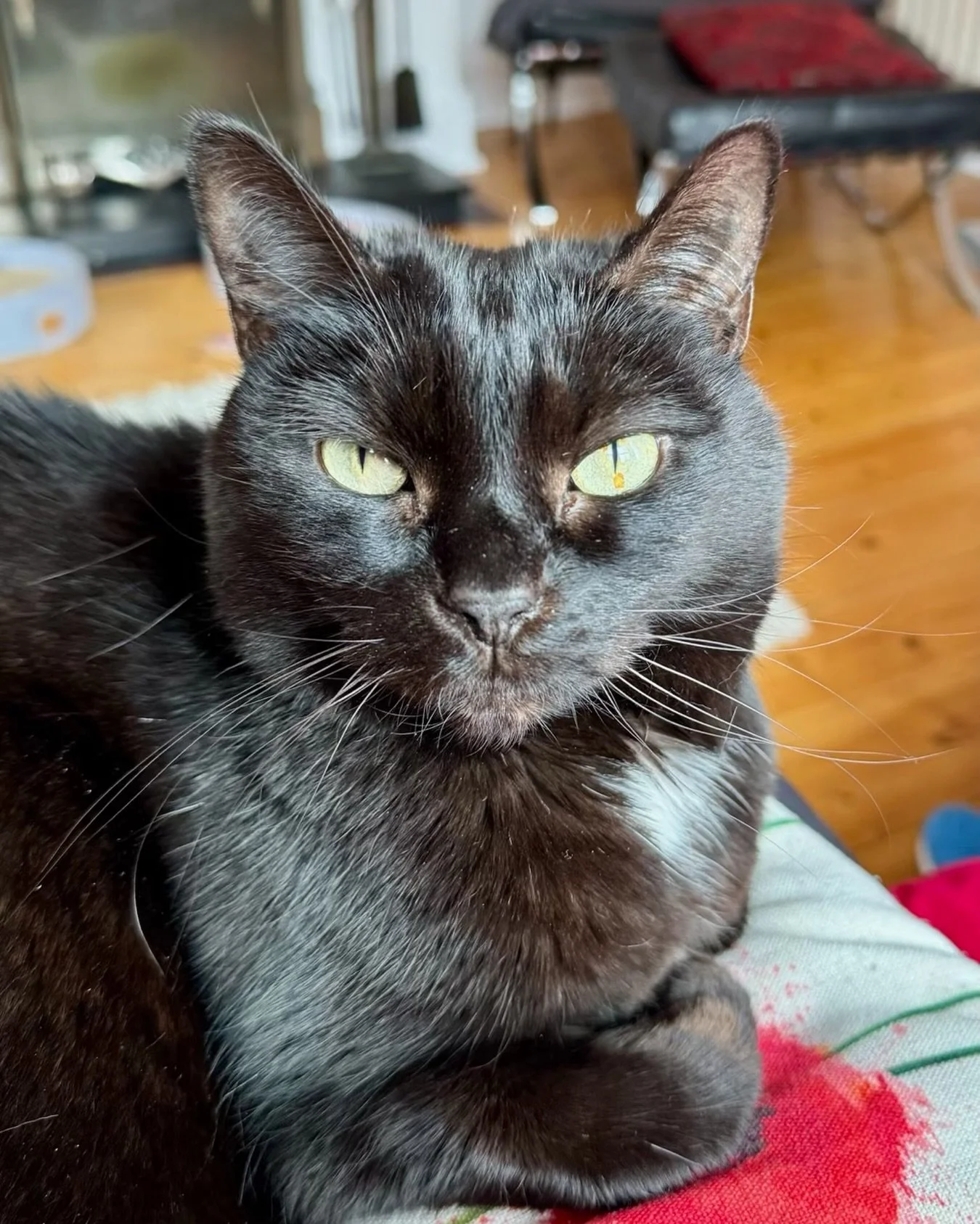 Beautiful Pickle 🌈 and her delicate whiskers. Happy #whiskerswednesday furiends, have a happy day 🐈&zwj;⬛💕