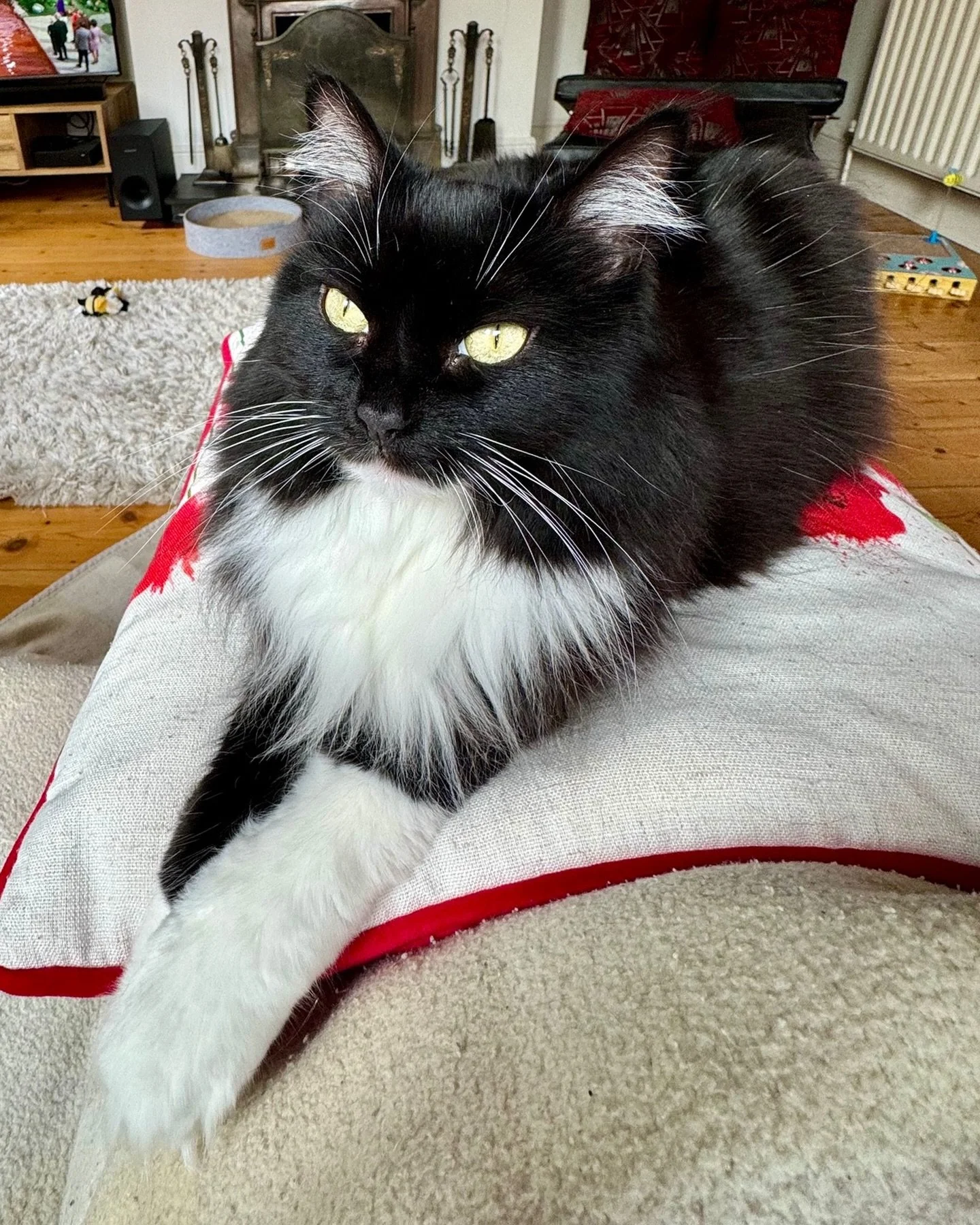 🐈&zwj;⬛💕Stretching into #Caturday - have a great day furiends, love Nancy! 🐈&zwj;⬛💕 #PickleAndNancy