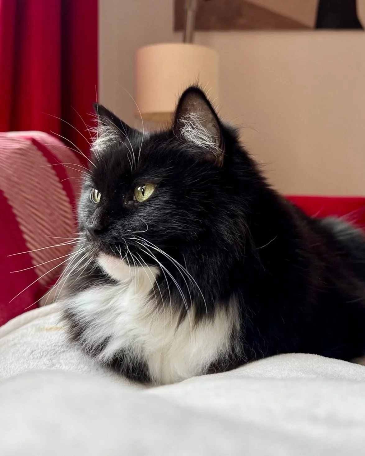 Can&rsquo;t believe Monday has come around again so quickly! Happy #kittyloafmonday furiends, love Nancy #PickleAndNancy 💕🐈&zwj;⬛