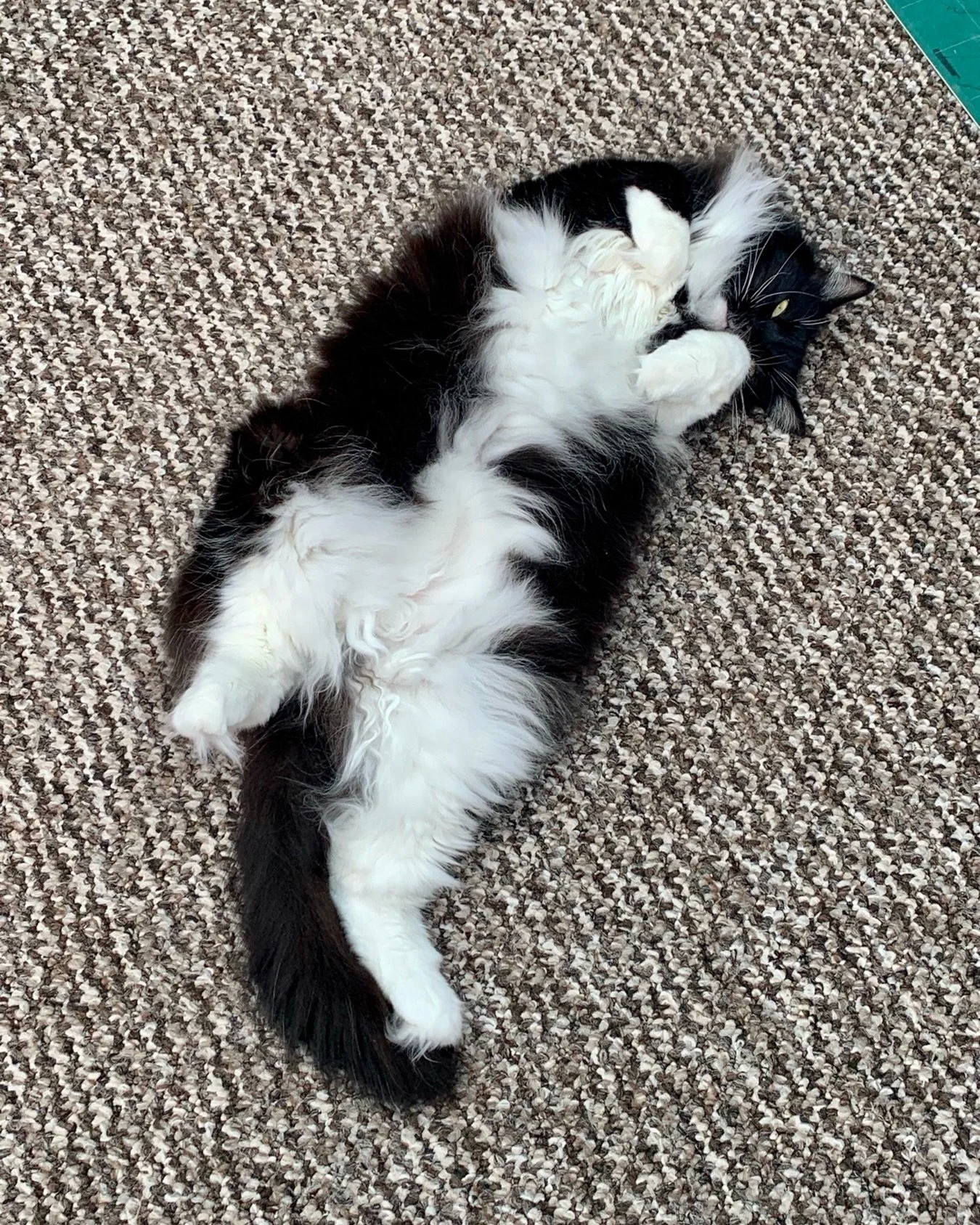 Happy #jellybellyfriday furiends! Have an amazing day - almost the weekend, love Nancy and her floofy tummy 😻