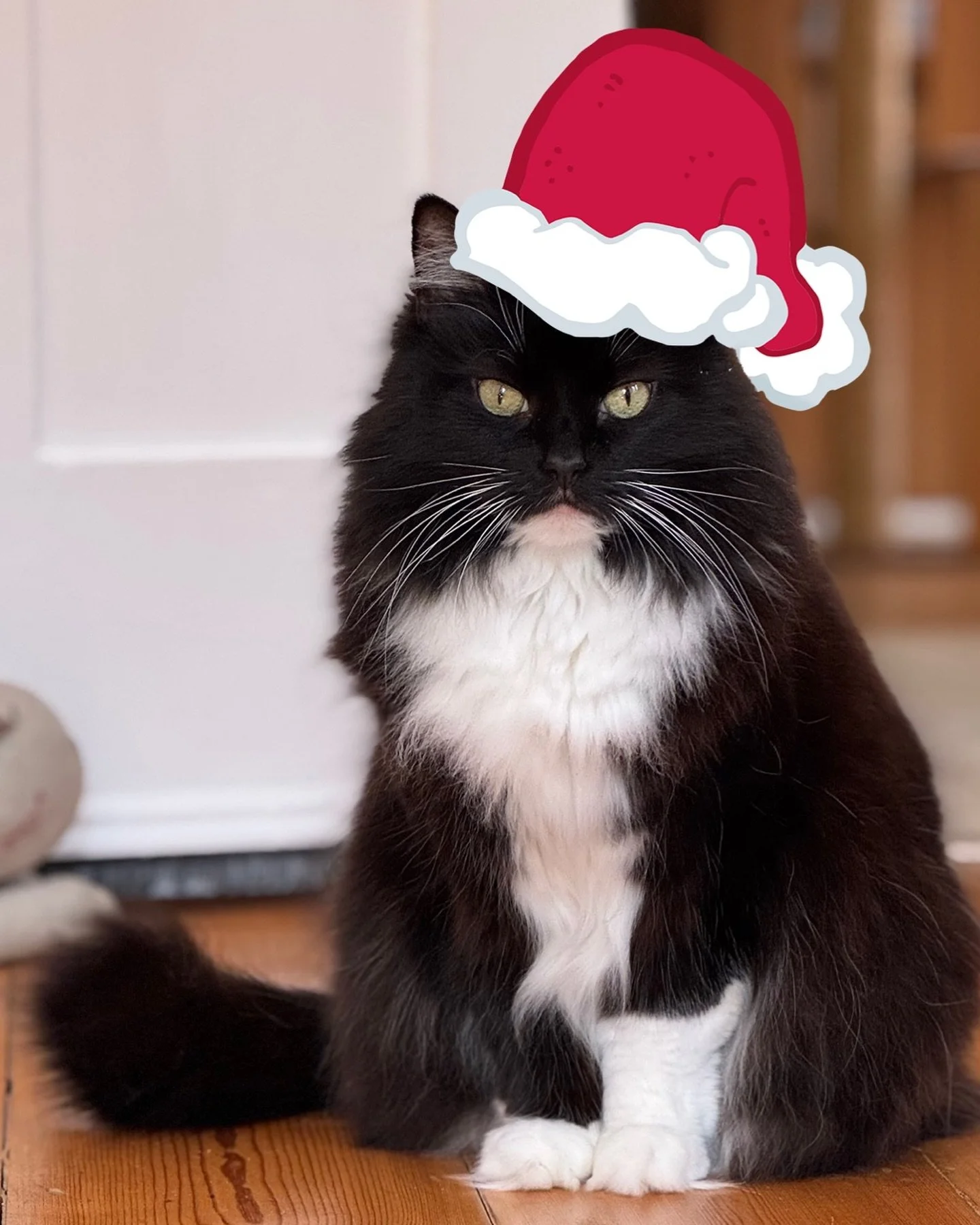 💕We want to wish everyone a very Merry Christmas! A huge thank you to our amazing customers, those who promote our shop and all our wonderful followers! We hope you have a happy festive time, love Nancy (and her pawrents) 🥰🎄🎅🏻⭐️ See you on 27th 