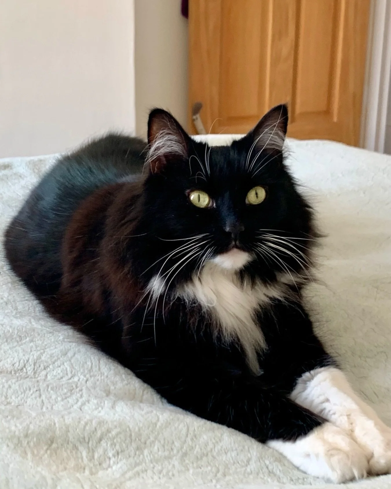 💕A baguette from Nancy this #kittyloafmonday 🥖 Happy Monday everyone! 😻🐈&zwj;⬛🥰