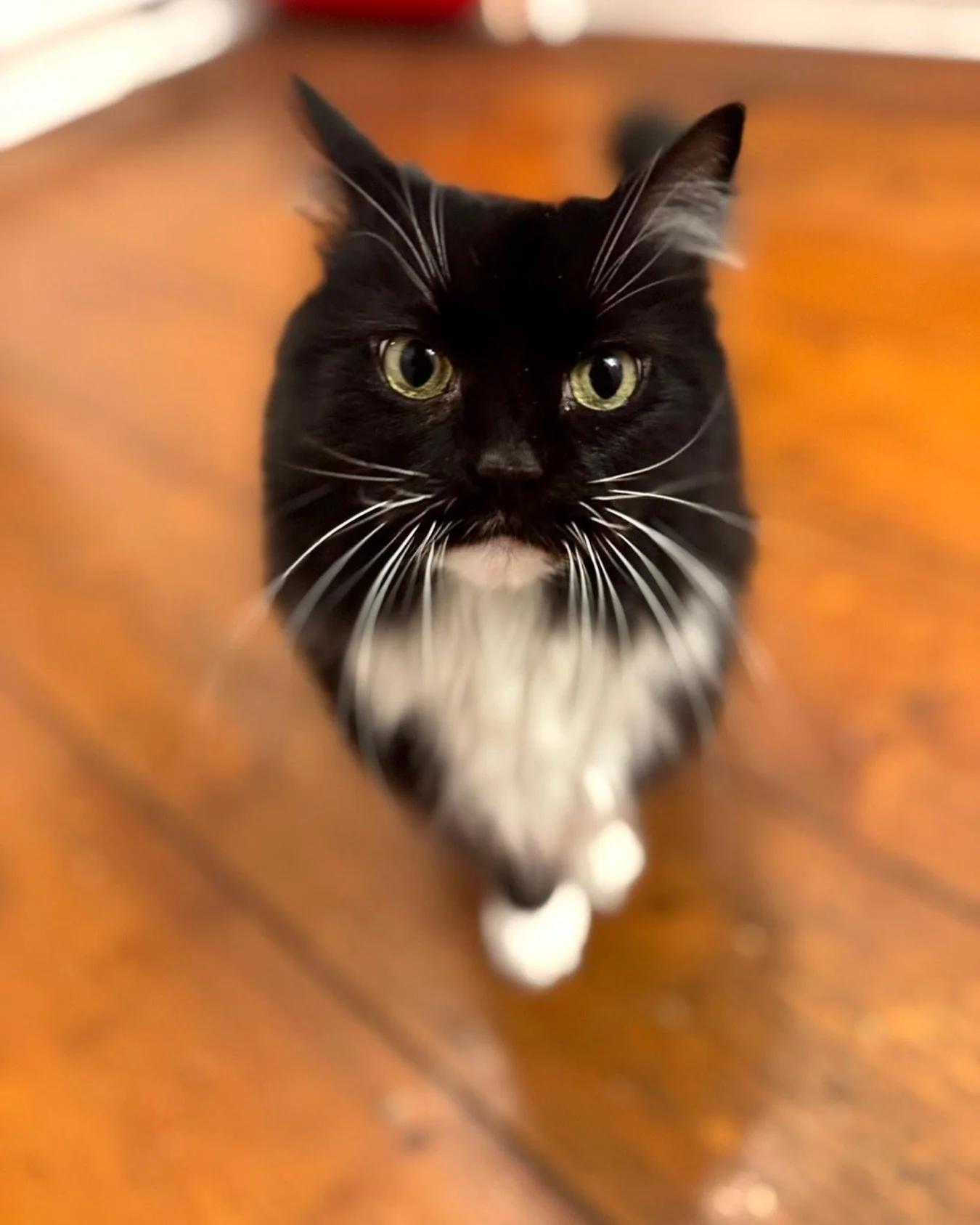 💕Happy #whiskerswednesday furiends! Just showcasing my huge whiskers today especially for you all. Have a wonderful day, love Nancy #PickleAndNancy 😻🥰