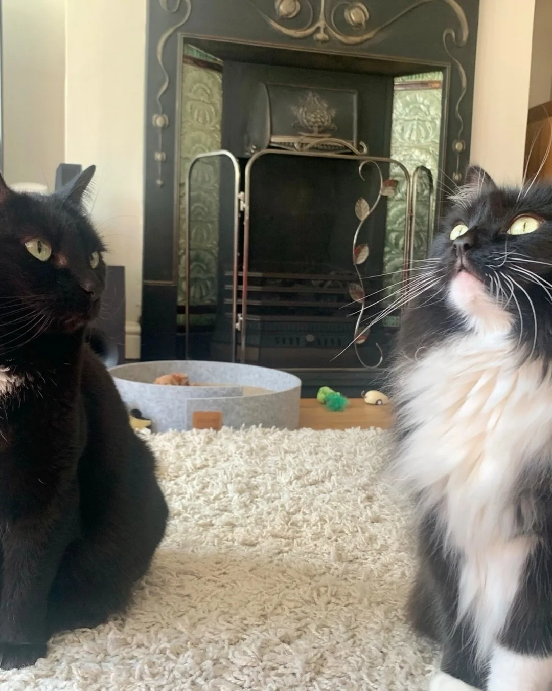 Happy #throwbackthursday furiends! Here I am with my beautiful sisfur Pickle🌈 who is #otrb Have a wonderful day 😻