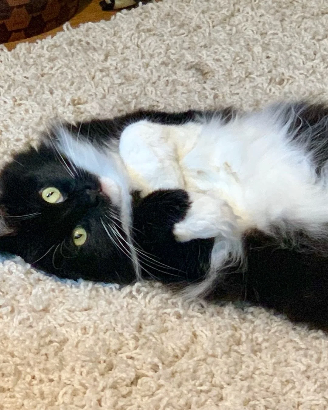 Happy #jellybellyfriday furiends! Hope you have a great day, love Nancy 😻