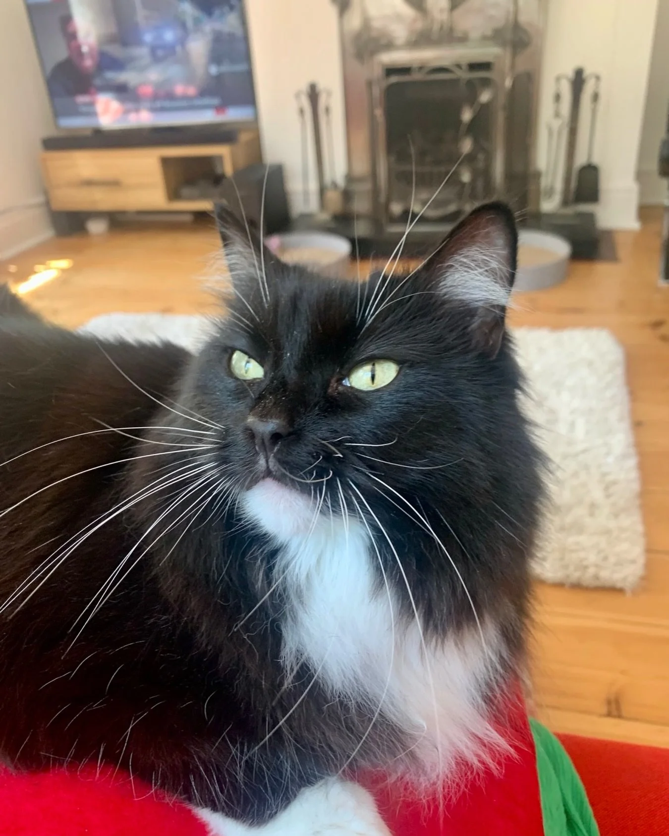 💕Happy #caturday furiends! Am just chilling following my second breakfast. Hope you all have a wonderful day and get some sunshine☀️😻