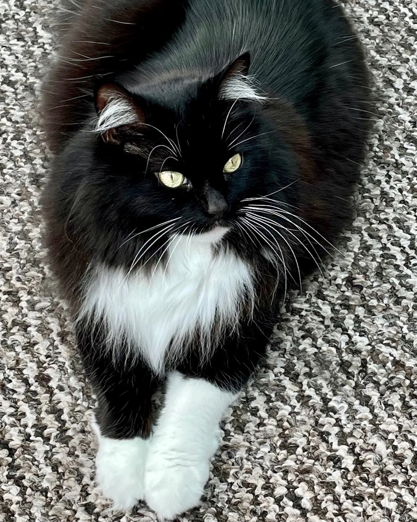 Happy #tuxietuesday furiends! Hope you all have a wonderful day, love Nancy 😻💕