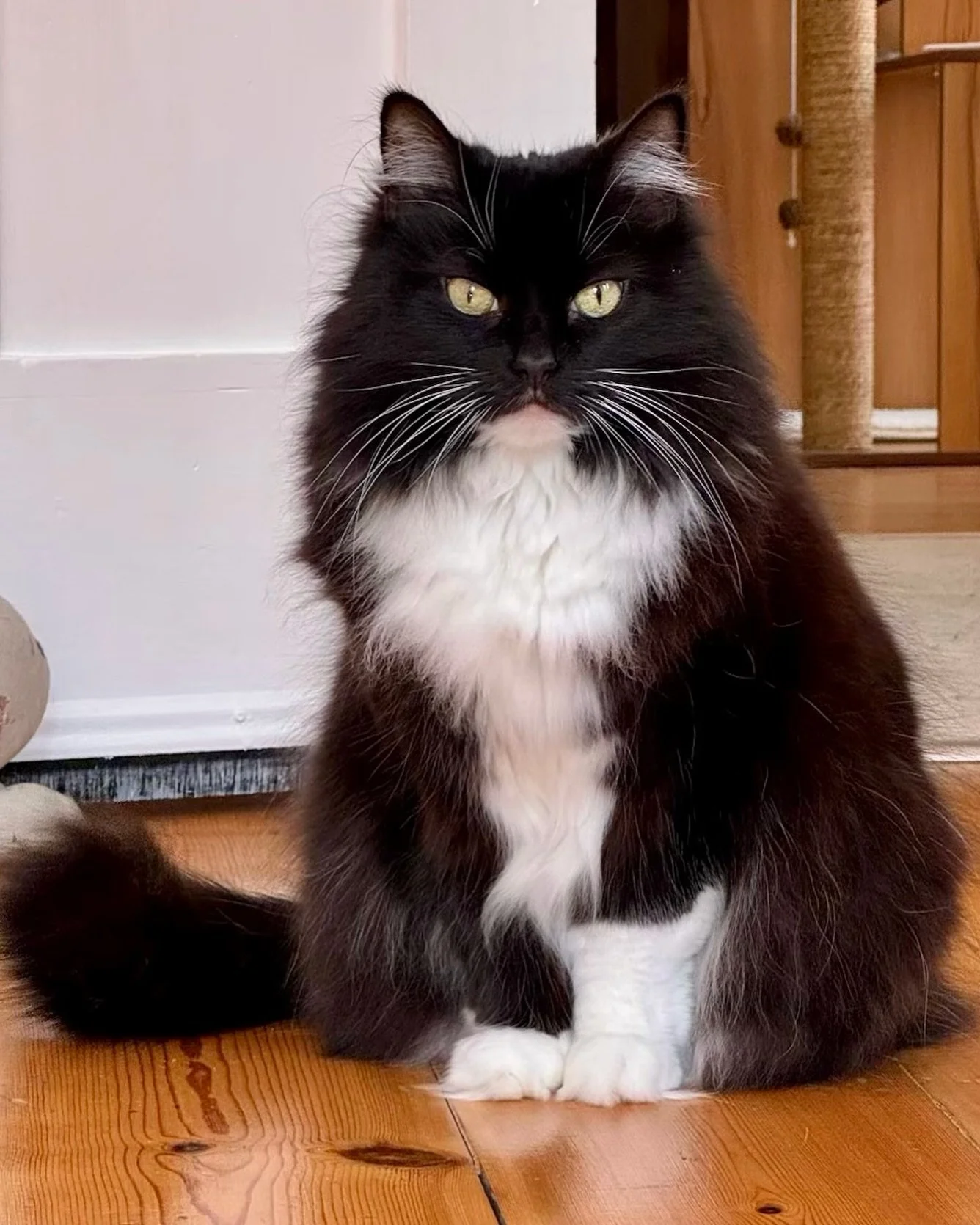 💕Happy Friday furiends! 🎉 Almost the weekend 🥰 Catmum and dad are around this morning so staring at them for extra attention and treats. Have a great day, love Nancy 💕