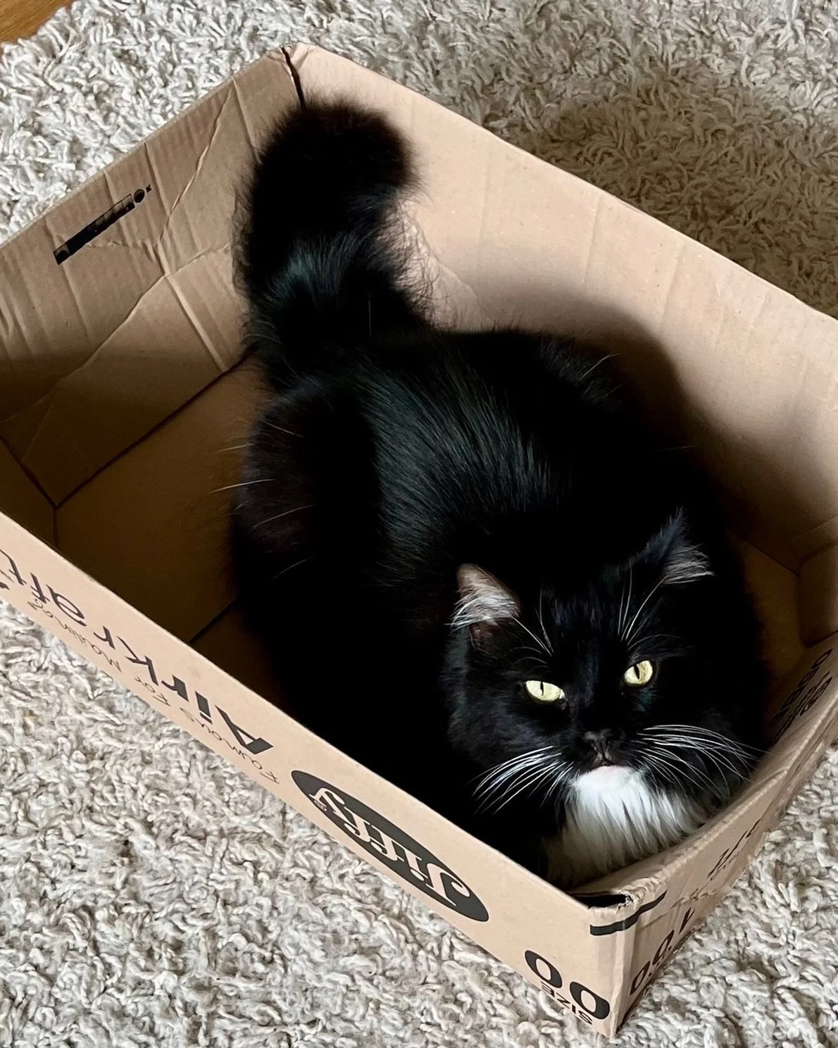 💕Happy #catboxsunday furiends! Have a happy day, love Nancy #PickleAndNancy 😻🥰