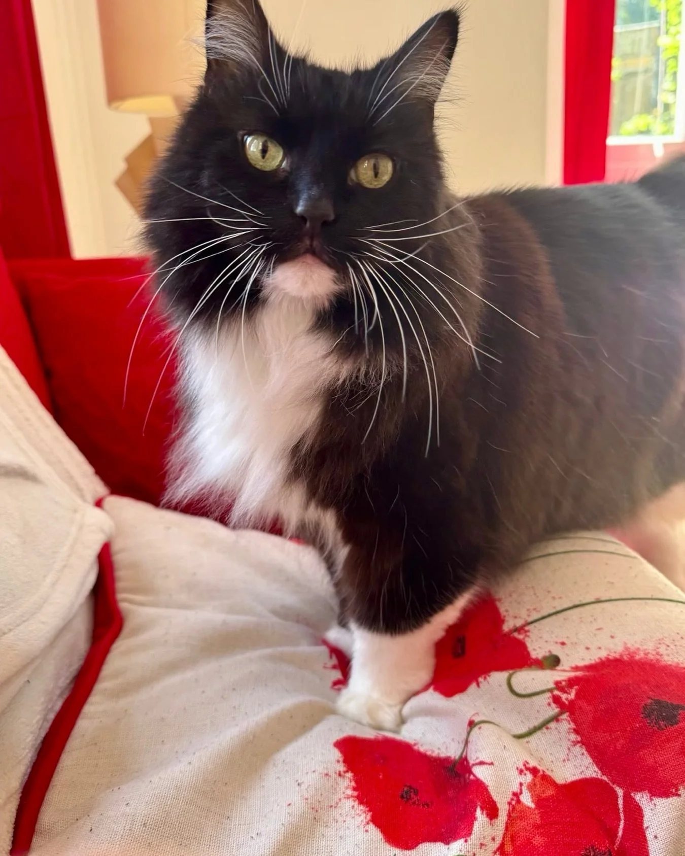 Happy #tuxietuesday furiends! Hope you have a great day, love Nancy #PickleAndNancy 😻💕