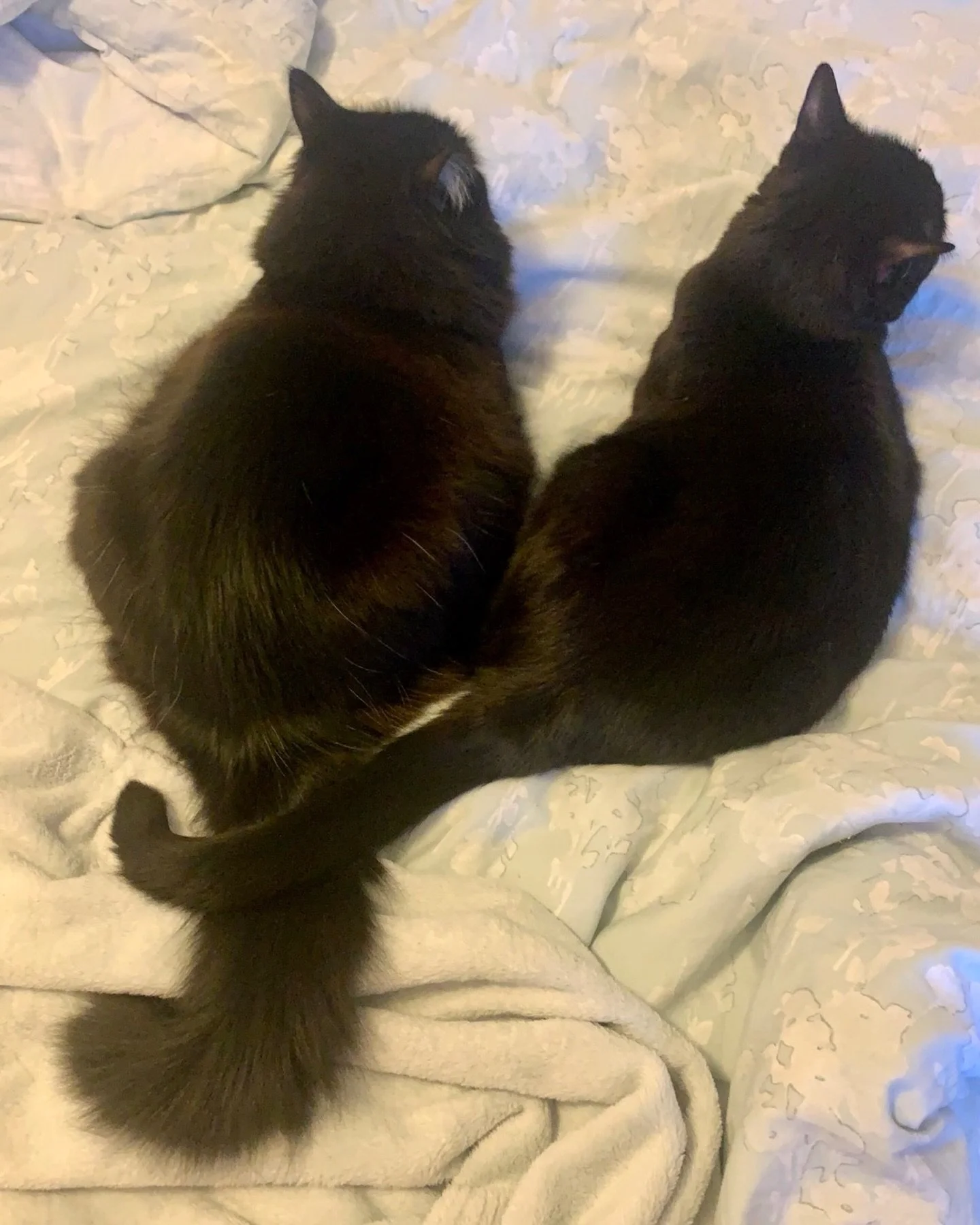 💕 #throwbackthursday - cute Pickle🌈 and Nancy linking tails. Have a wonderful day furiends 💕