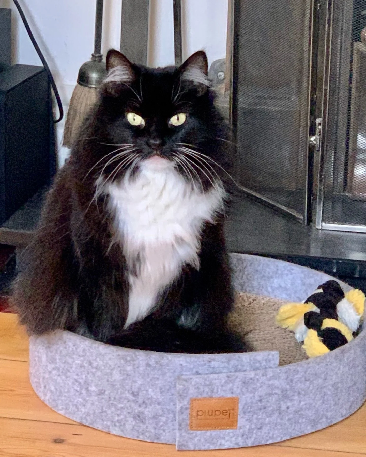 Happy #Caturday furiends! What are your plans today? I will just relax and play with my toys and look cute for extra treats. Have a fun day, love Nancy #PickleAndNancy 😻🥰