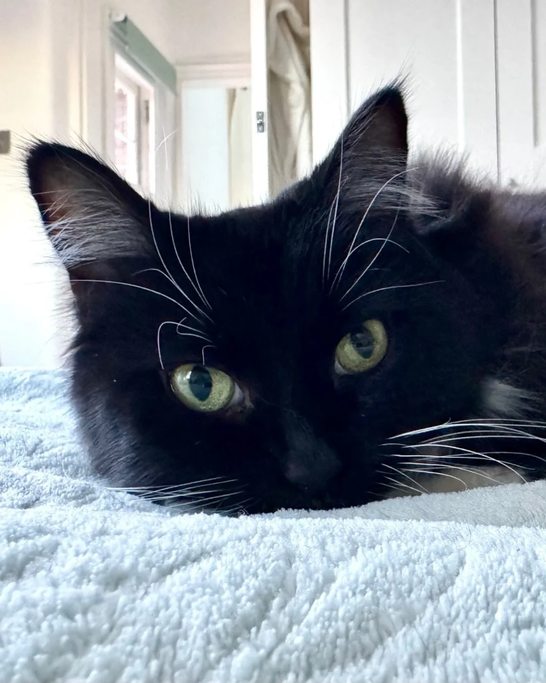 😻💕Tucked in and cosy this Thursday. Hope you all have a great day - the weekend is in sight, love Nancy #PickleAndNancy 😻💕