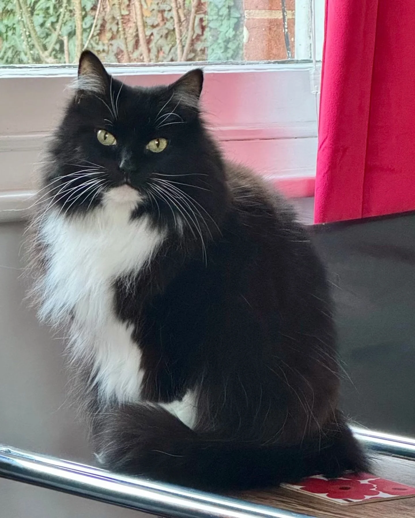 😻Happy #caturday furiends! Am going to watch the birds today - what you up to?😻#pickleandnancy