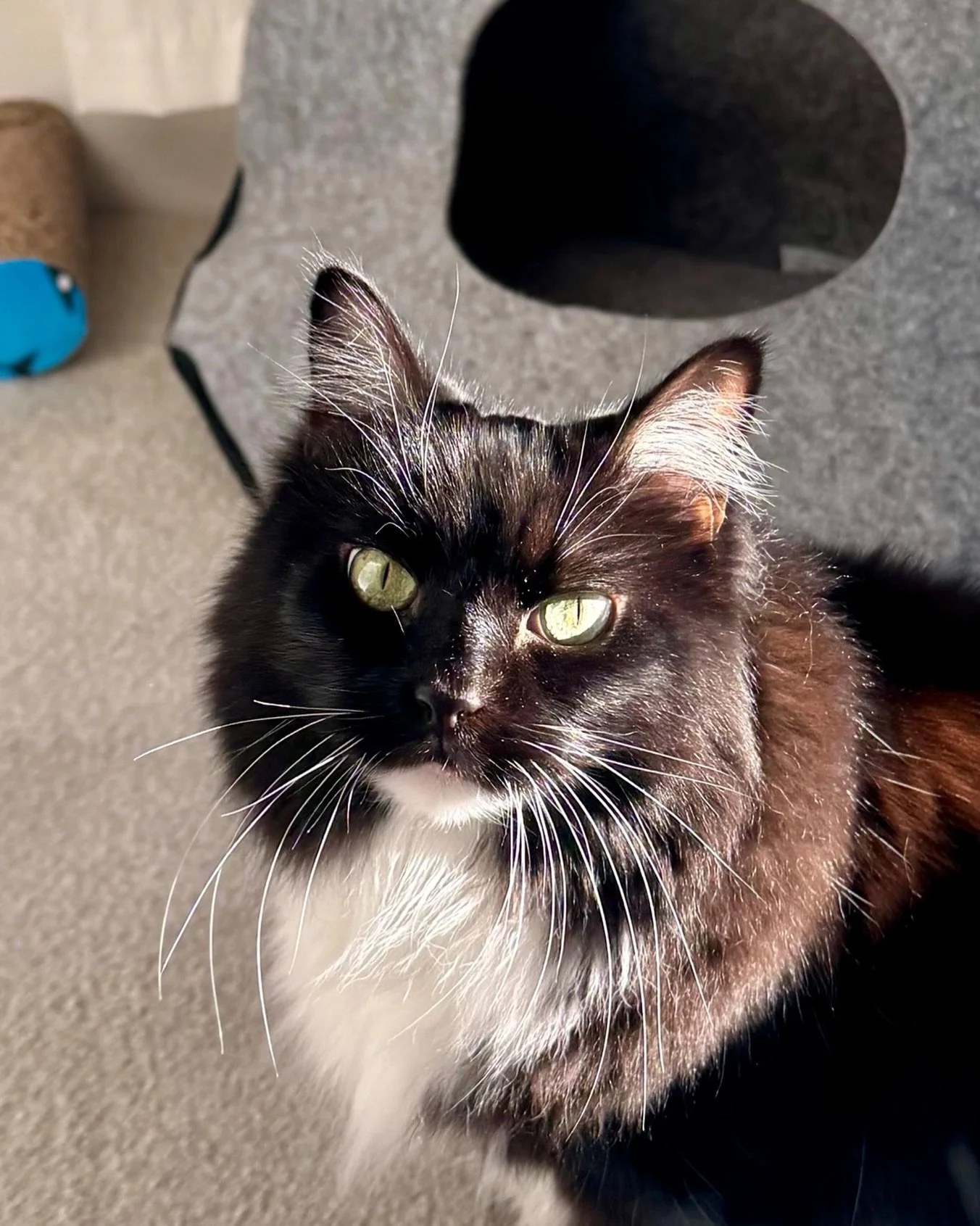 💕A sunlit Nancy this #tuxietuesday - have a wonderful day furiends! 😻