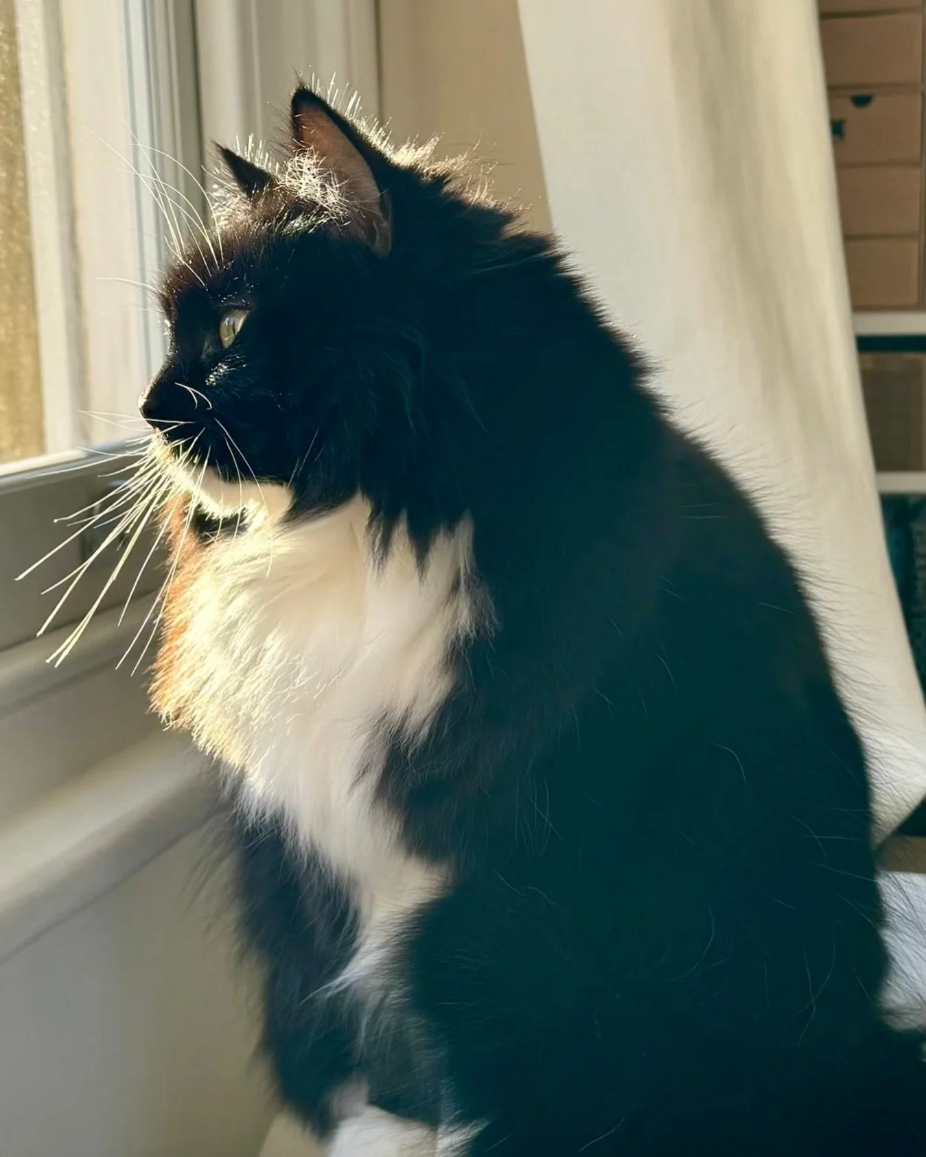 💕Showing off my whiskers this #whiskerswednesday - have a great day furiends, love Nancy #PickleAndNancy 😻